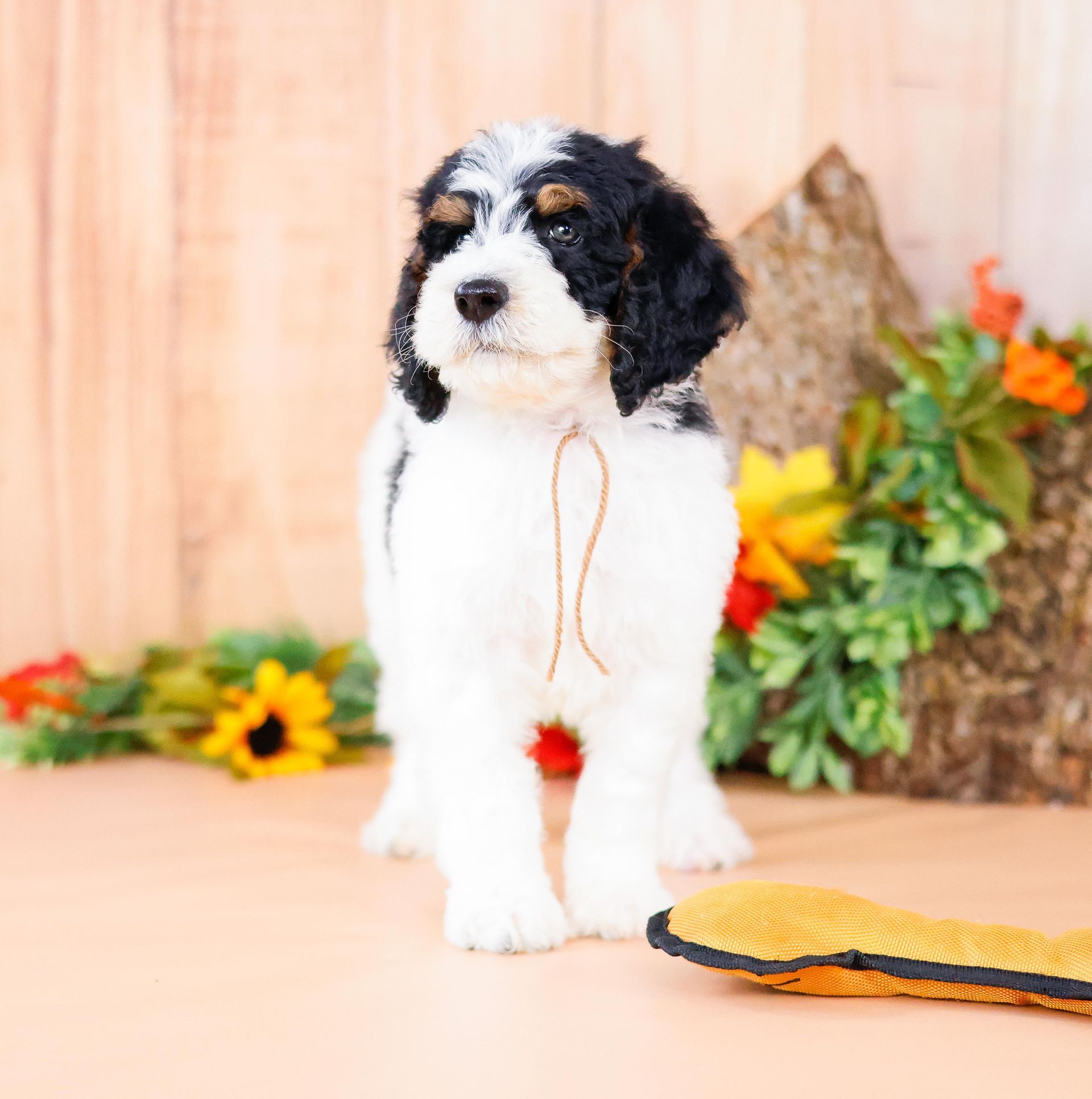 5 week old tri-parti bernedoodle puppy in front