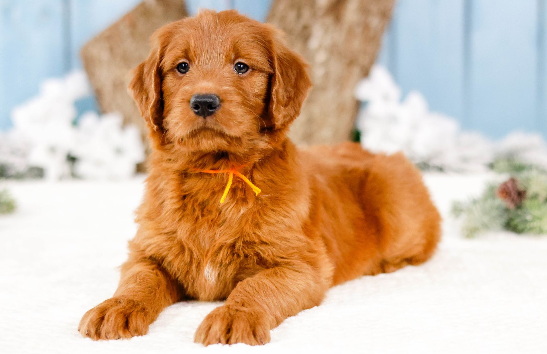 5 week old standard goldendoodle puppy with winter themed background