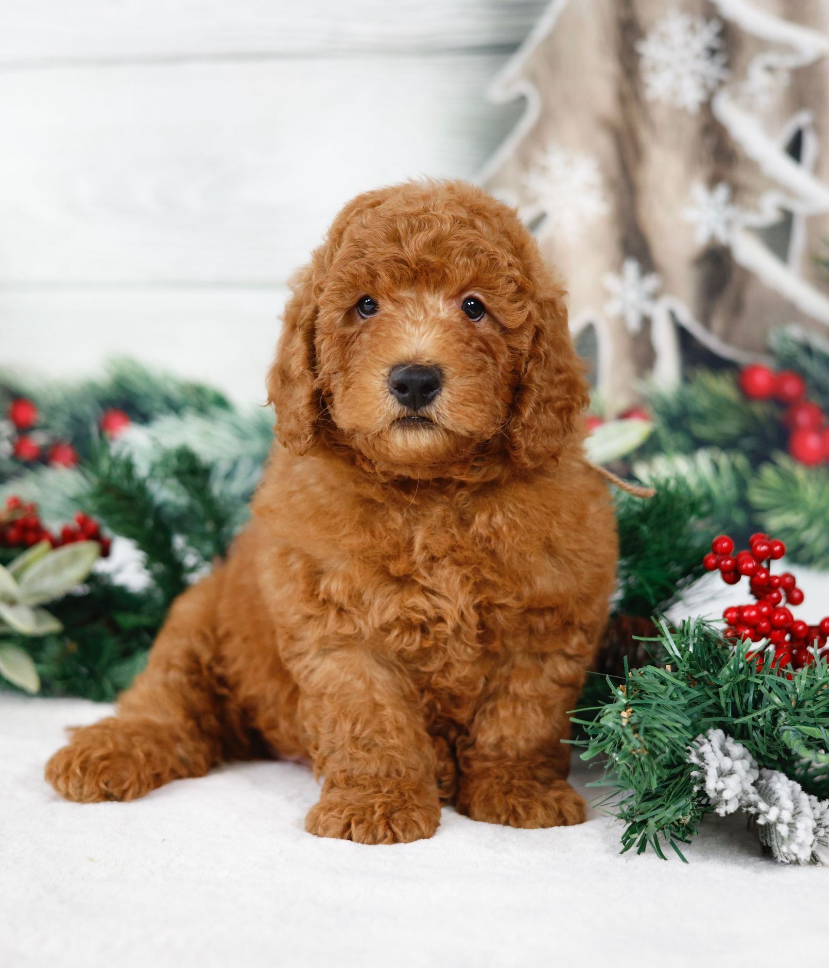 five week old miniature F1b goldendoodle puppy sitting in front of a christmas garland