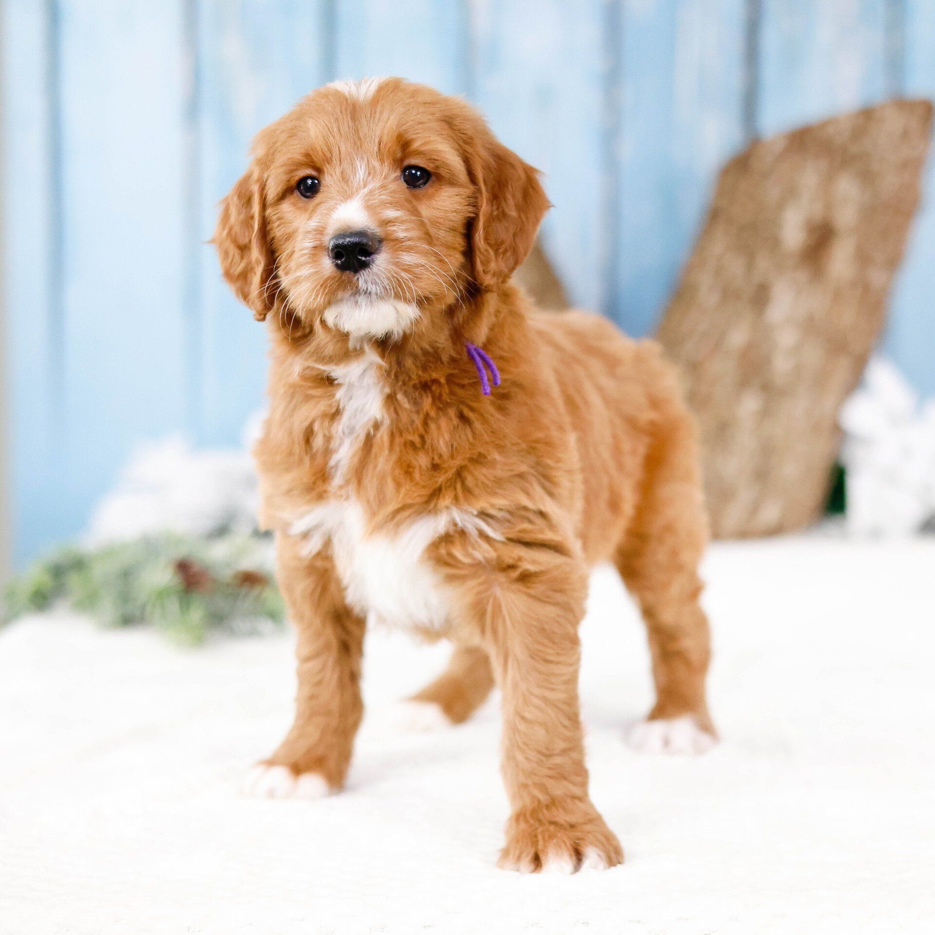 Five week old red and white goldendoodle standing in front of a woodsy background