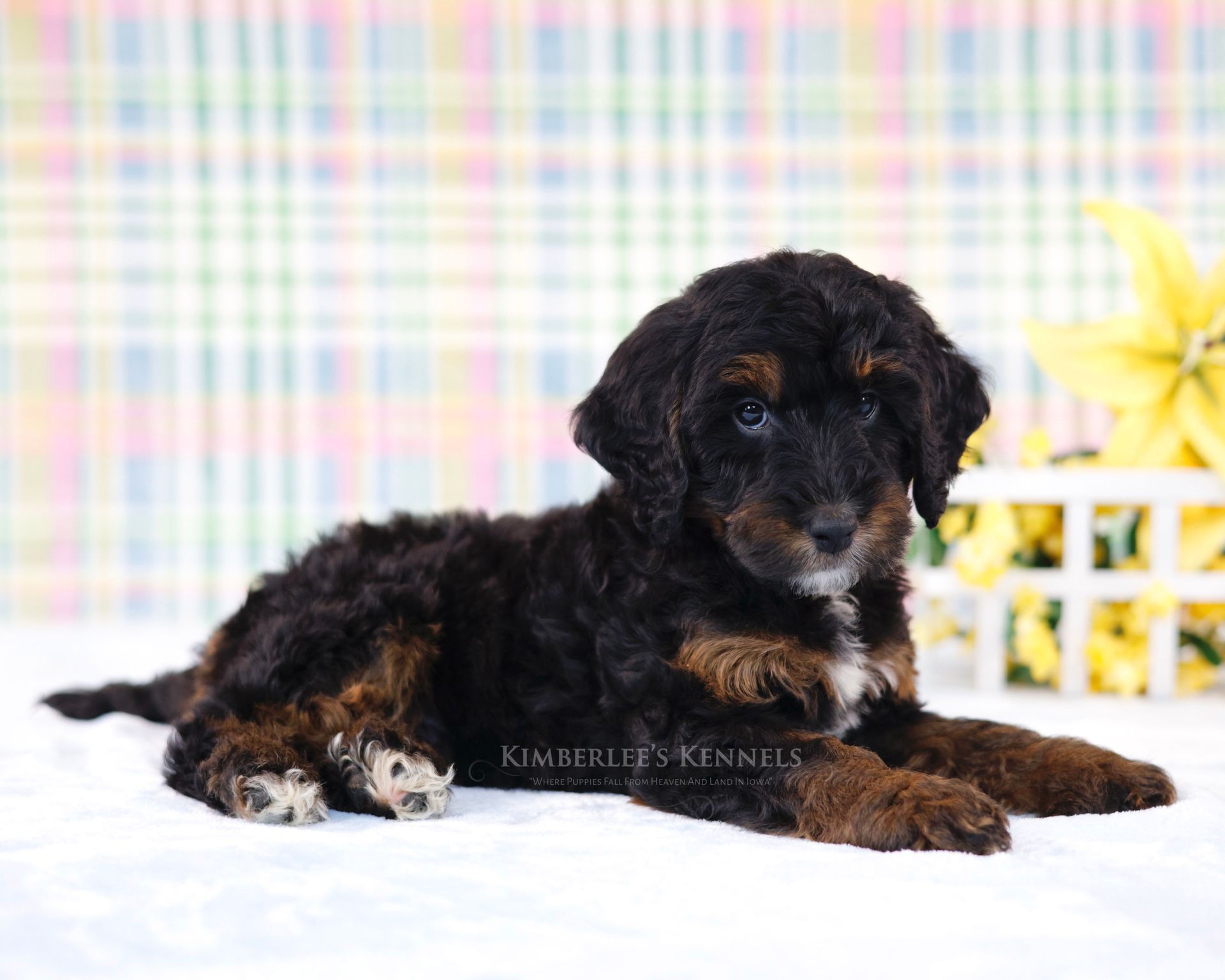 five week old mini bernedoodle puppy laying in front of a plaid pastel background