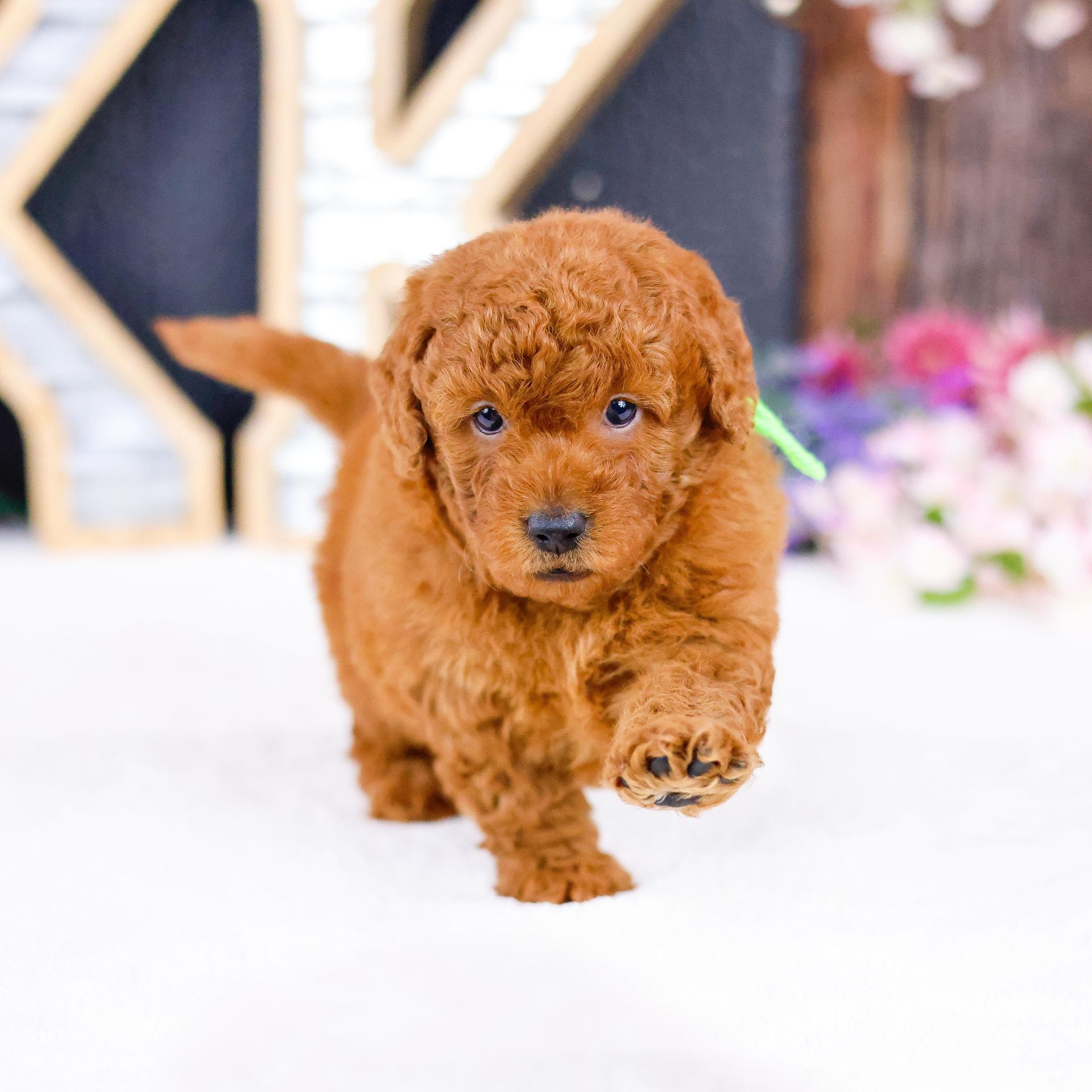 three week old miniature F1b goldendoodle playing in front of woodsy florals