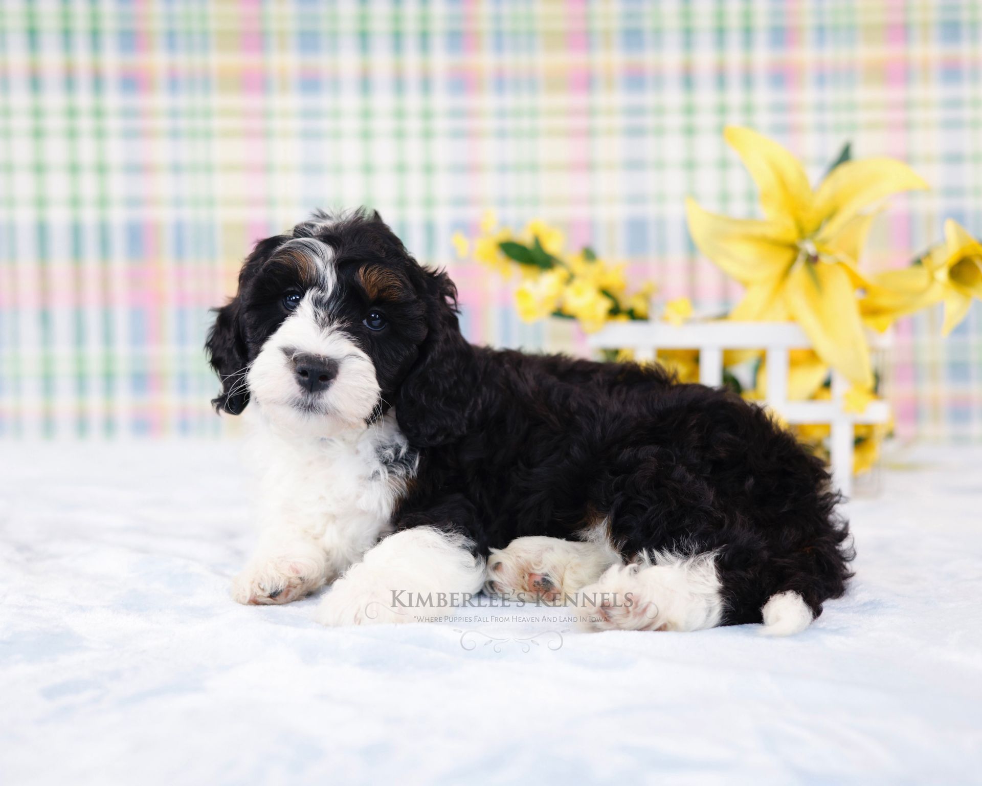 five week old mini bernedoodle laying on a fluffy blanket with a plaid pastel background