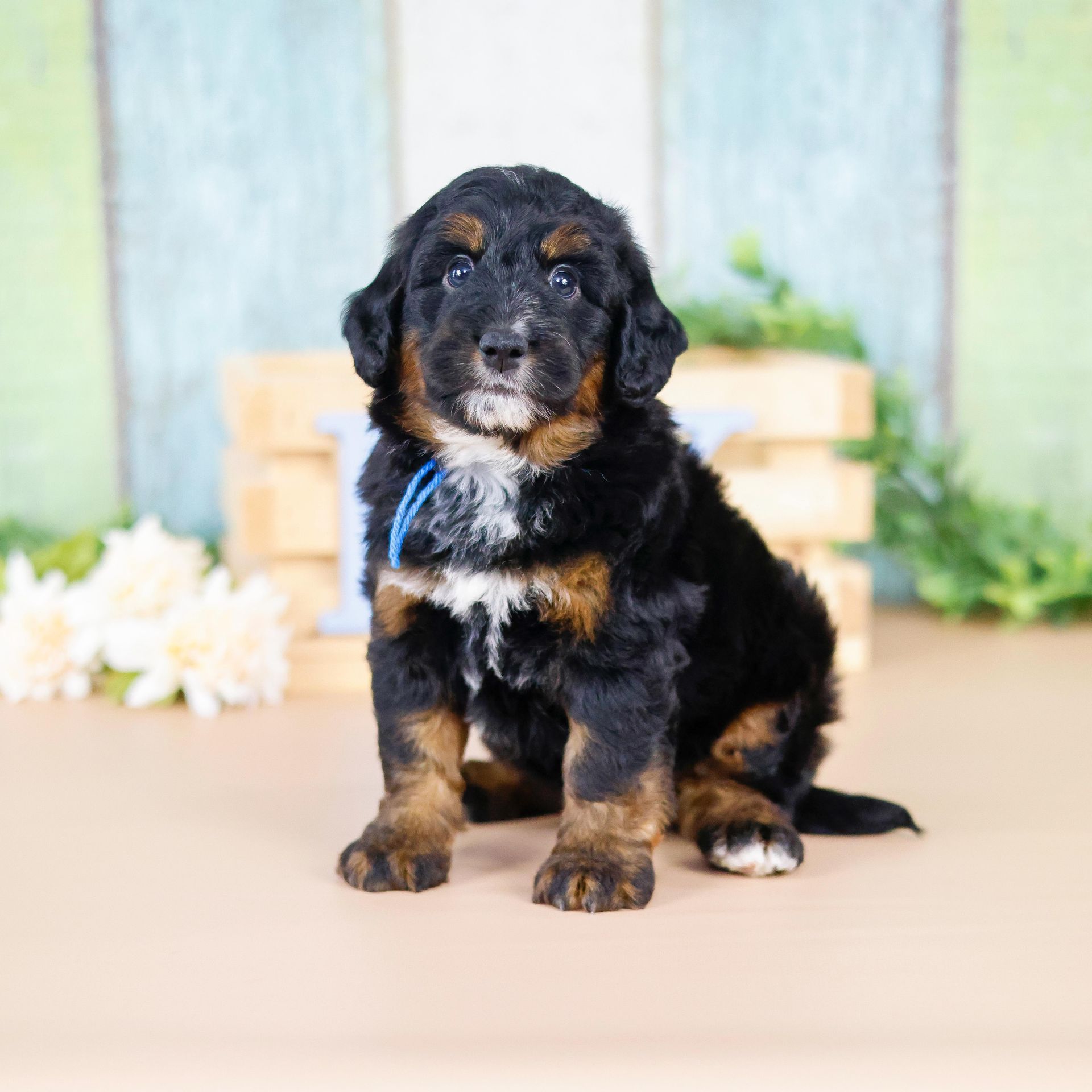 Small Bernedoodle Puppy Tricolor