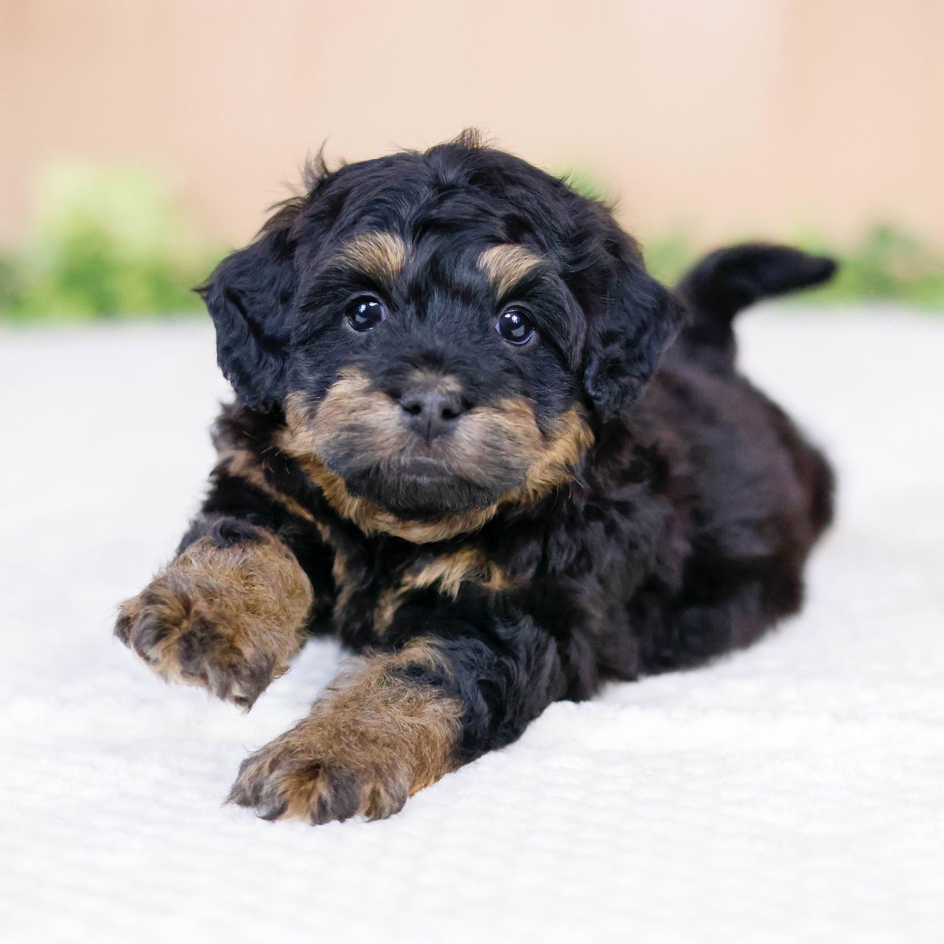 miniature F1 bernedoodle phantom