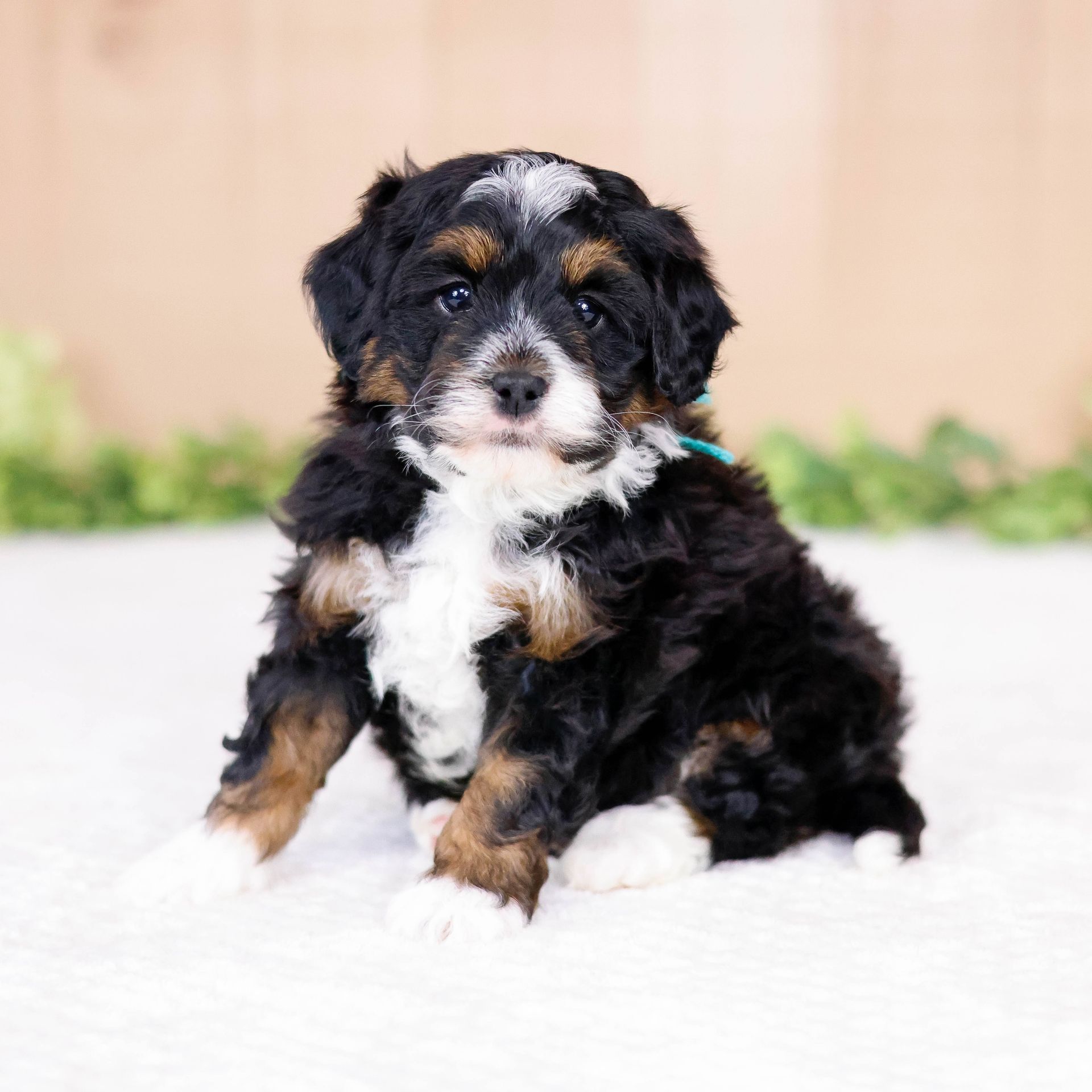 mini bernedoodle puppy 5 weeks old with greenery
