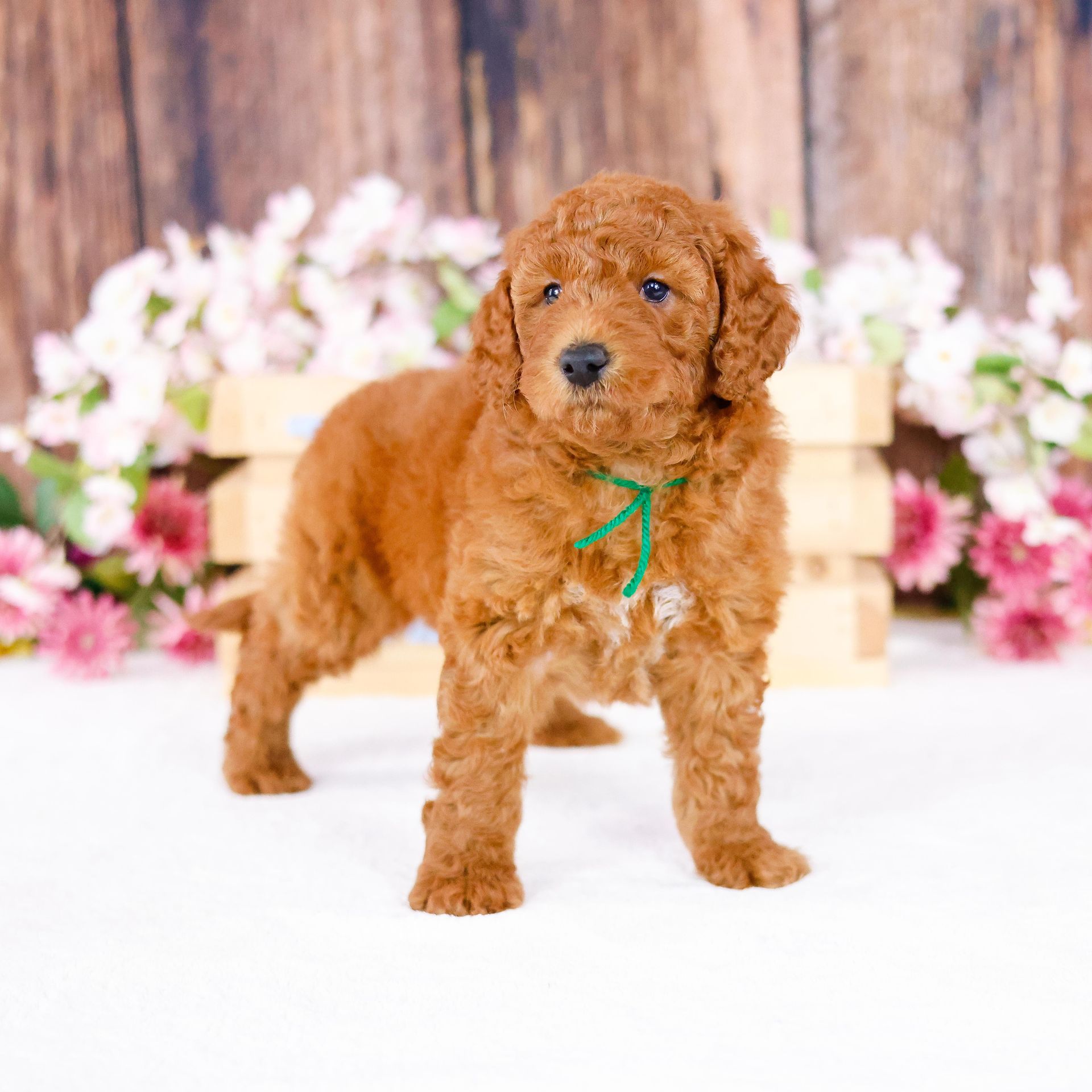 five week old mini F1b goldendoodle standing in front of pink and white florals