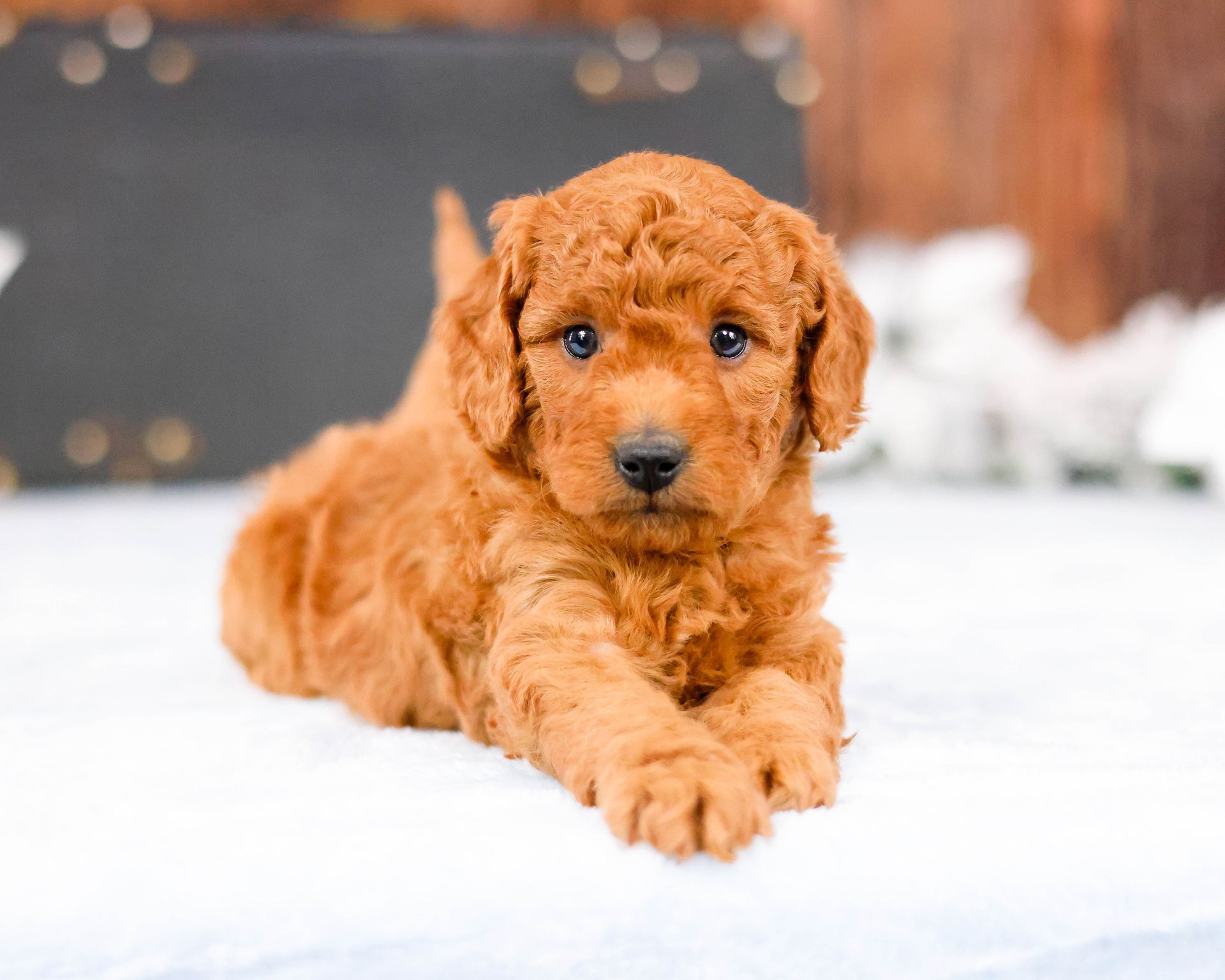 three week old mini goldendoodle laying on a blanket in front of a suitcase