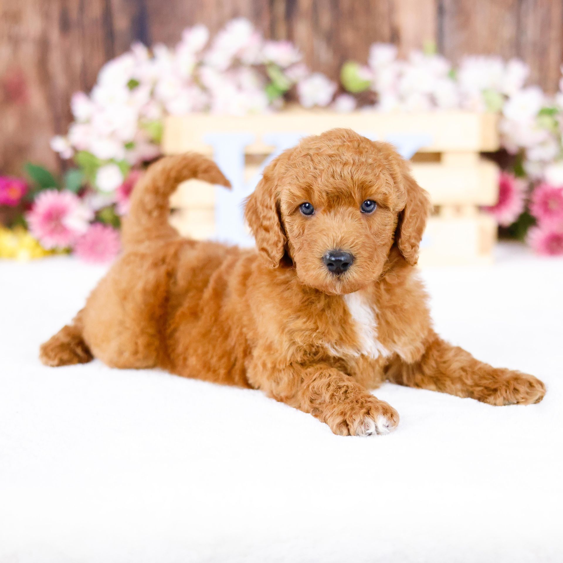 five week old mini goldendoodle puppy laying in front of a wooden basket and pink and white flowers