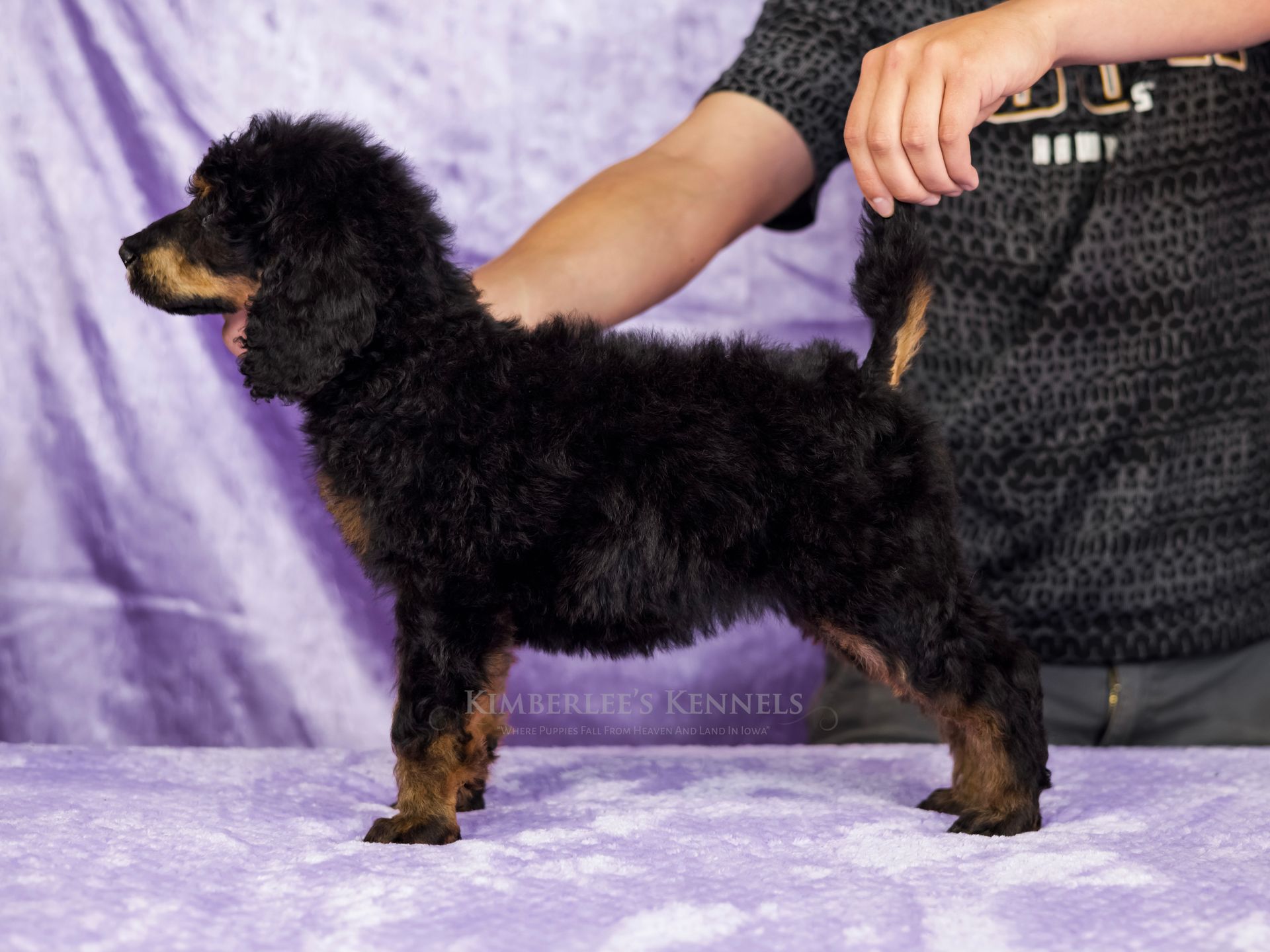 Stacked puppy portrait standard AKC poodle