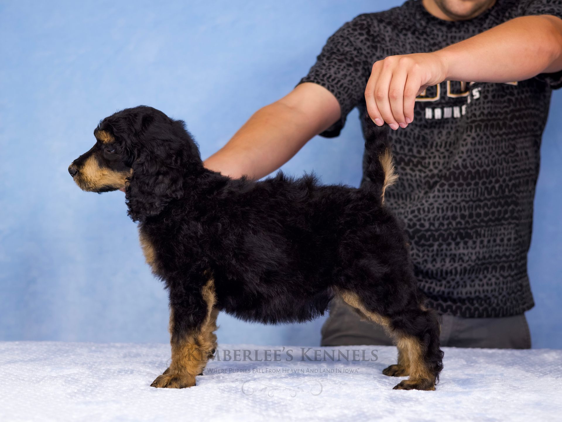 Stacked puppy portrait standard AKC poodle