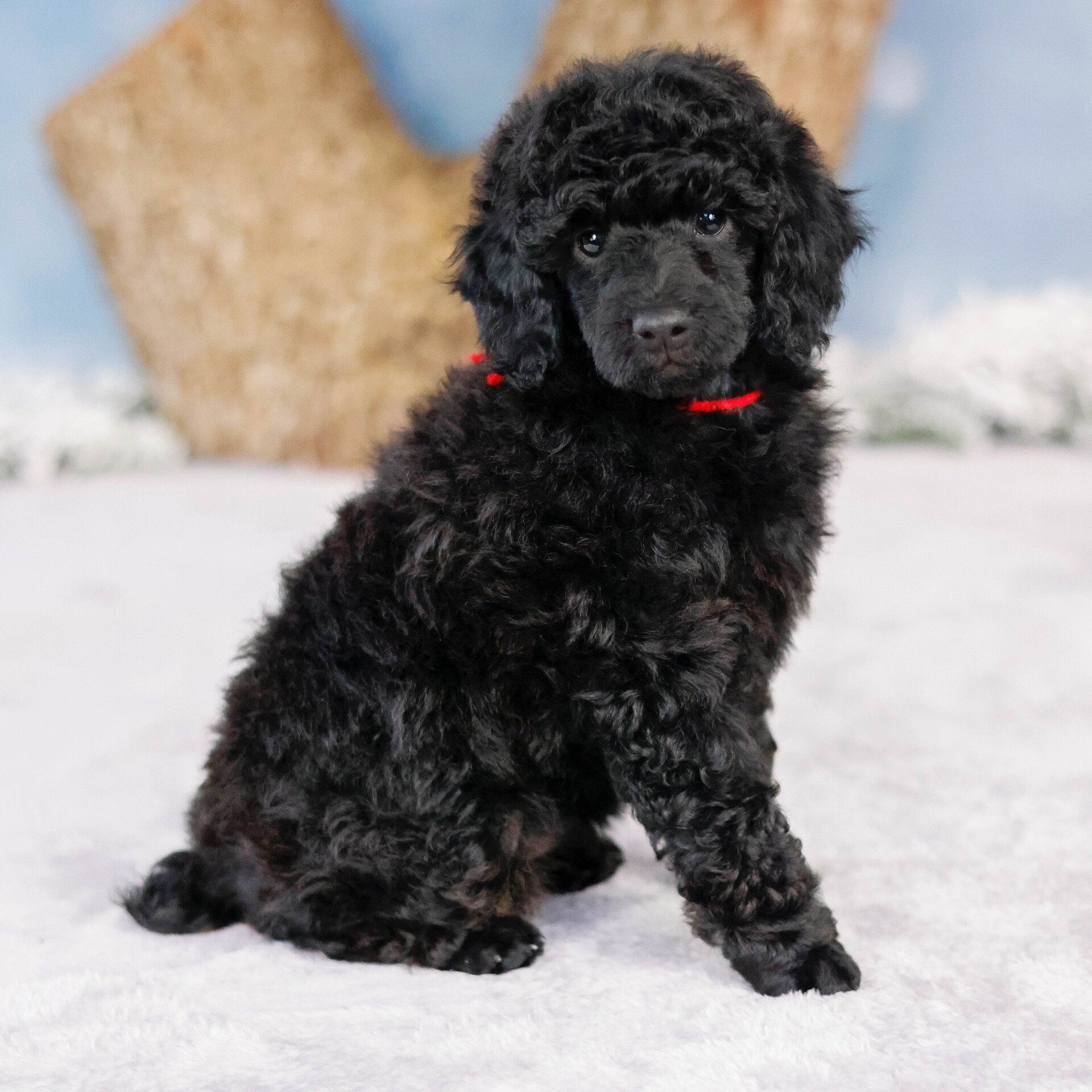 five week old black poodle posing in front of a tree stump