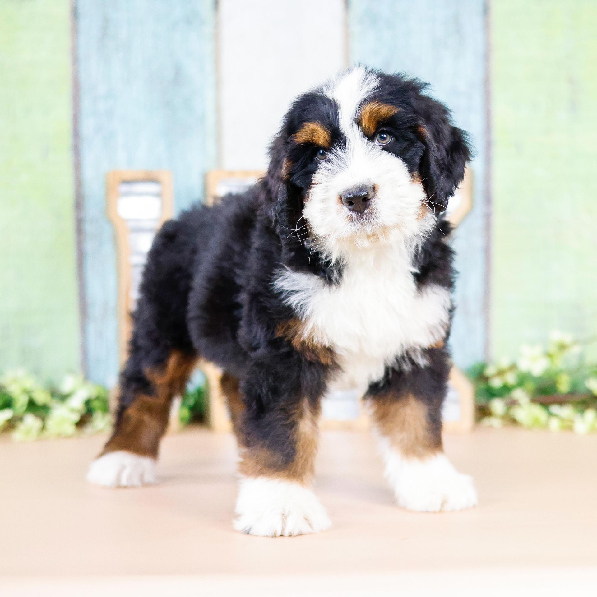 tricolor bernedoodle puppy with painted wood