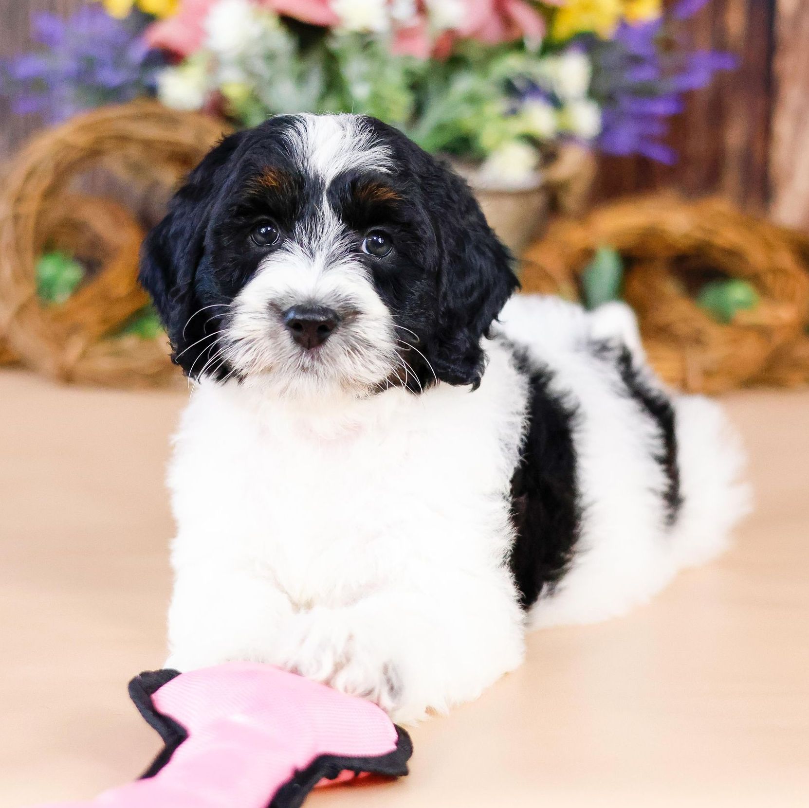 Tiny bernedoodle puppy with floral arrangement