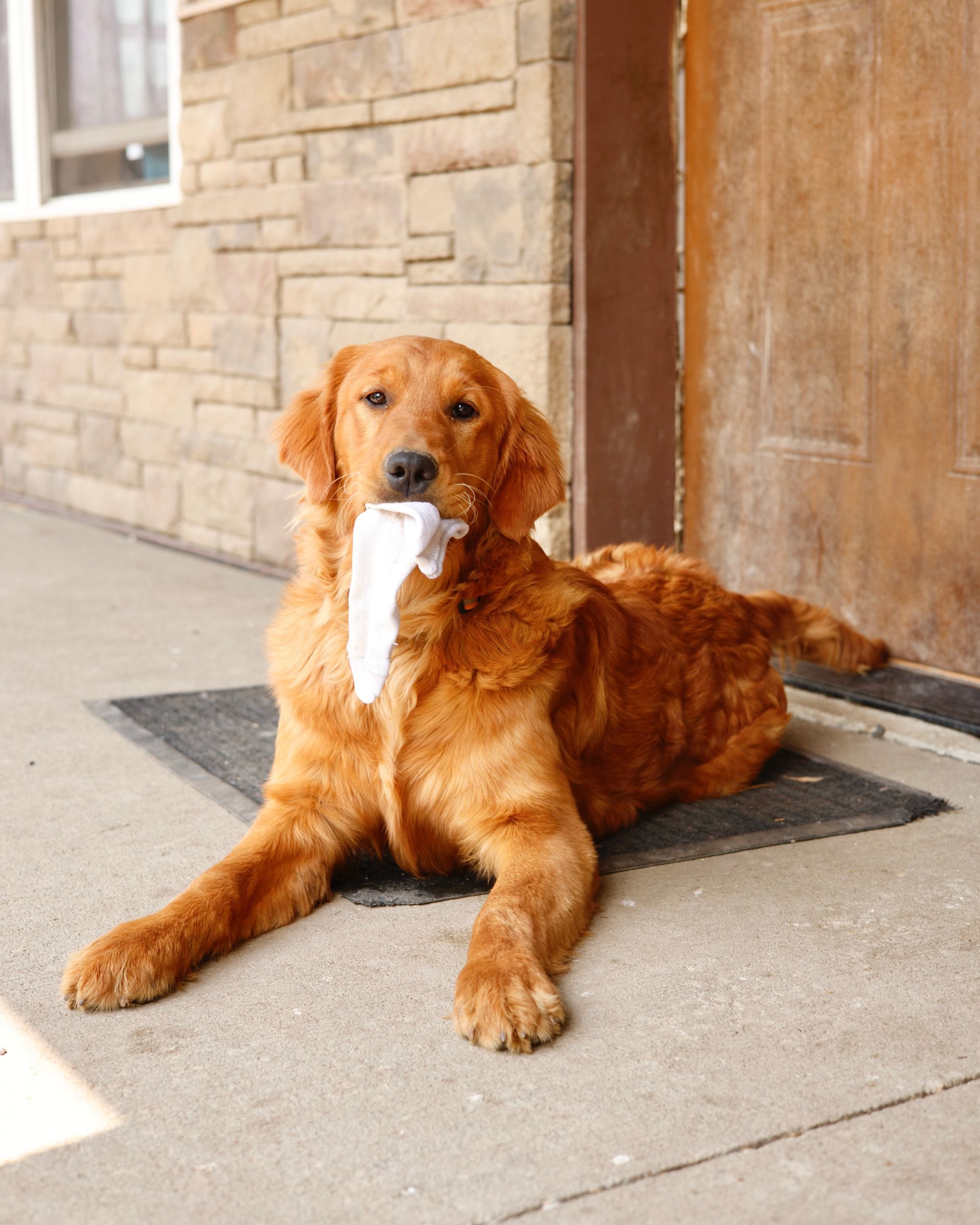 Golden retriever outside with toy in mouth