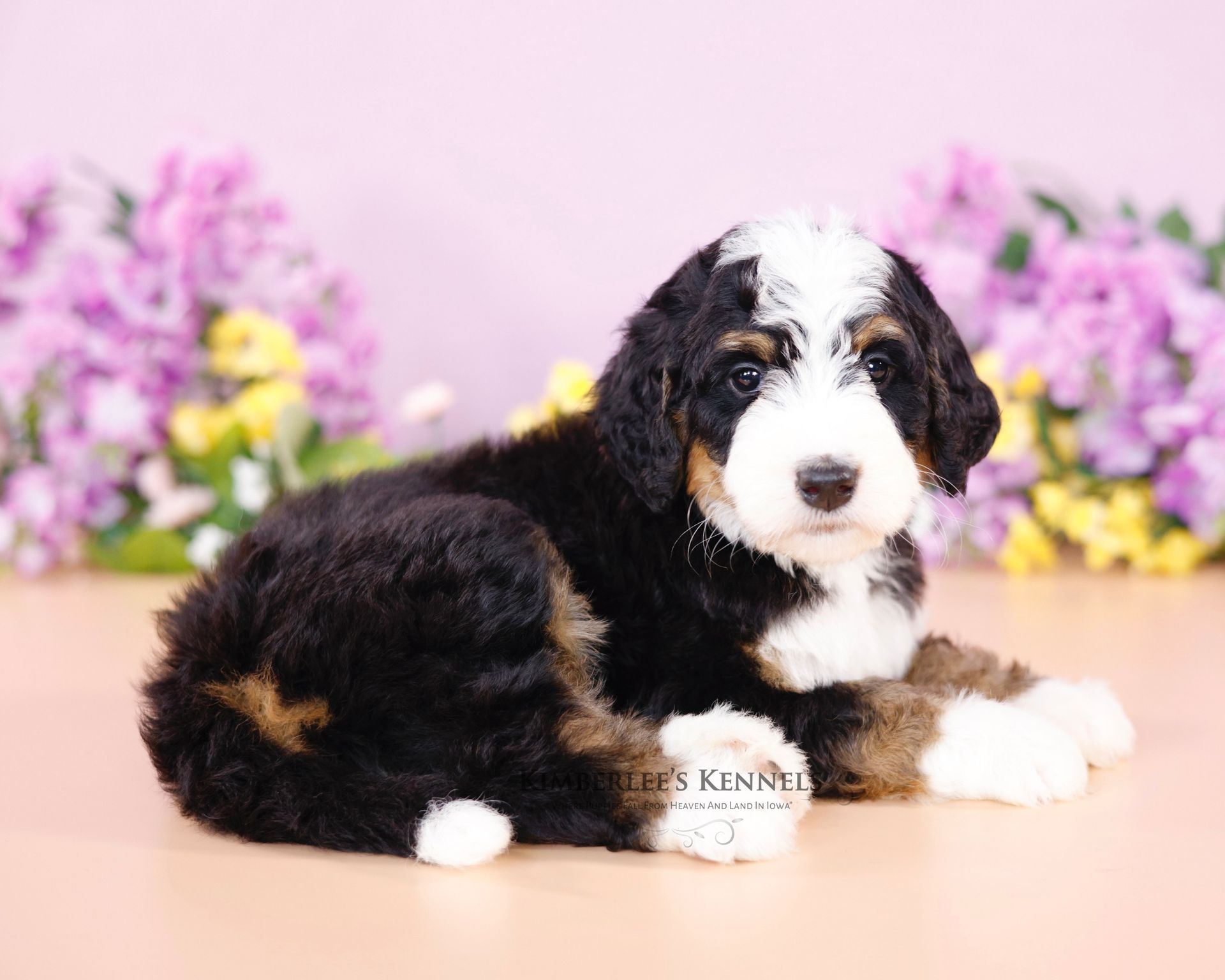 five week old female standard bernedoodle puppy laying in front of purple and yellow flowers