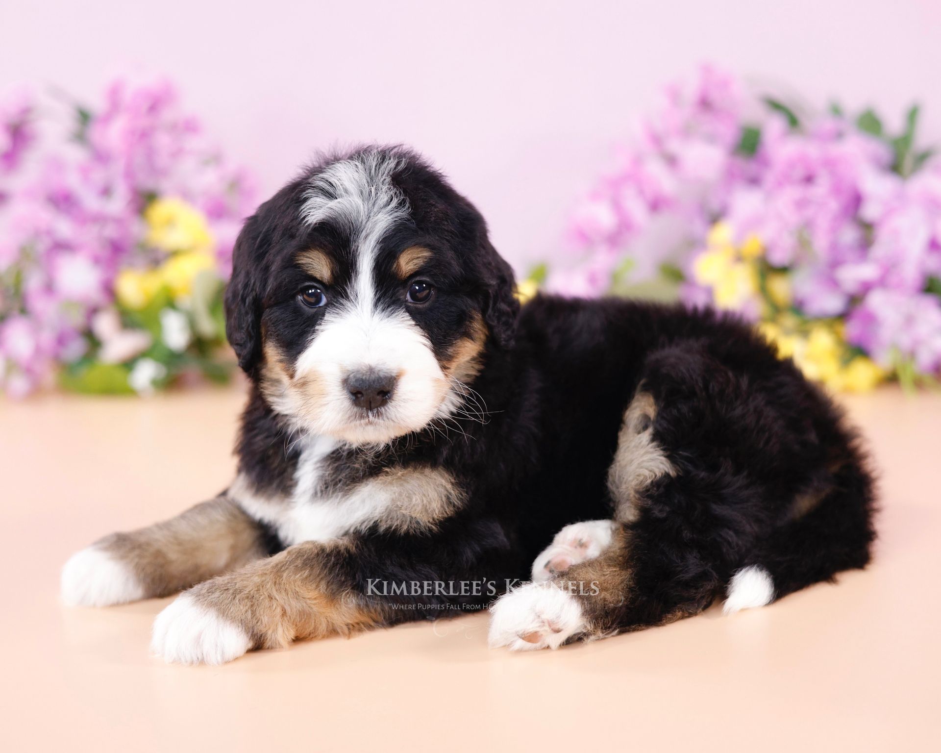 three week old tricolor standard bernedoodle puppy with flowers in the back