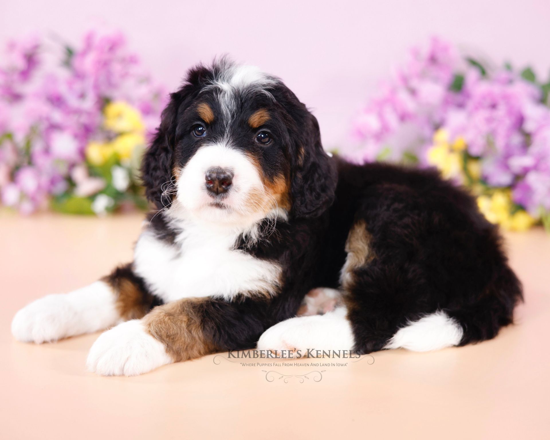 five week old tricolor standard bernedoodle with purple and yellow flowers