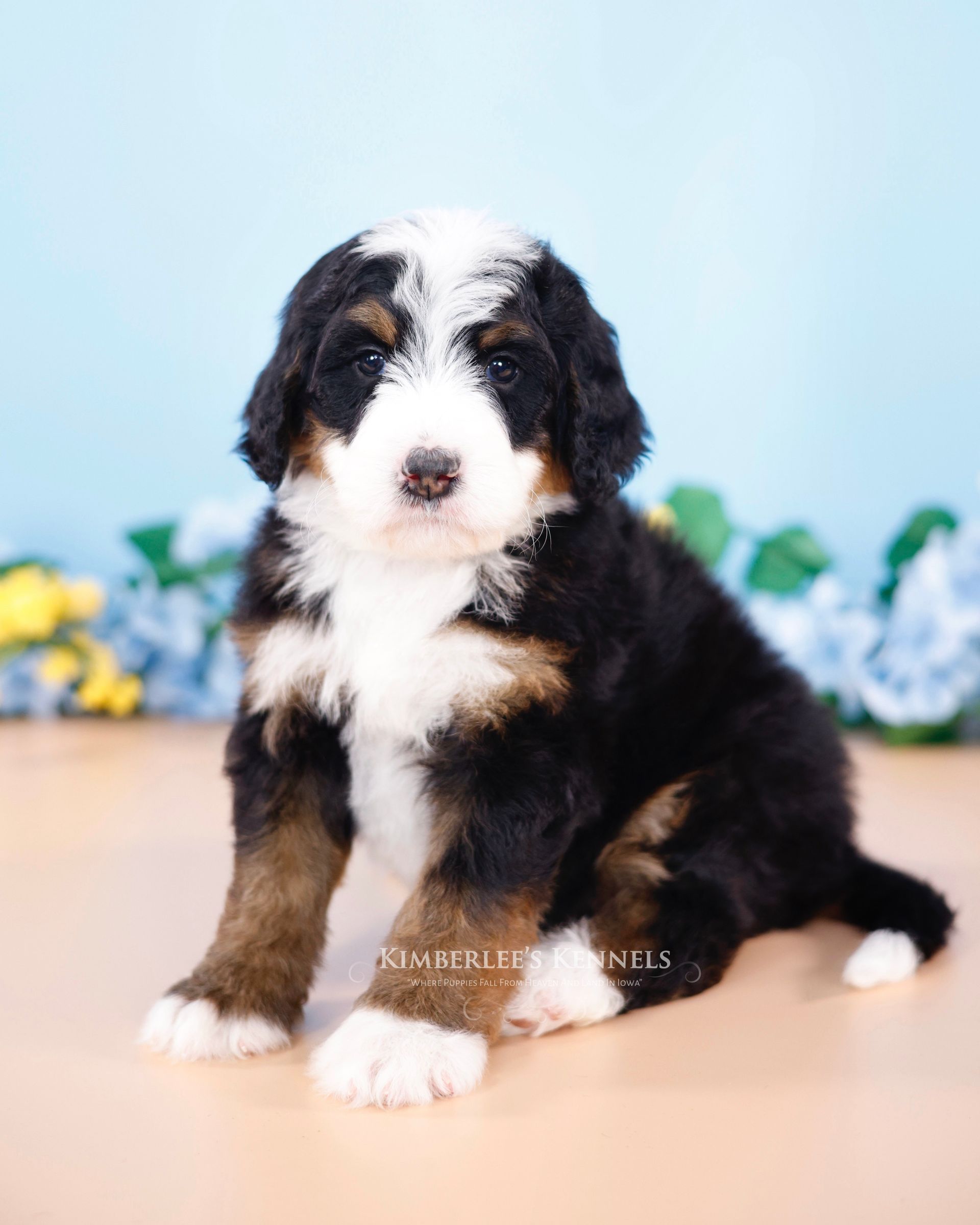 three week old tricolor standard bernedoodle with a blue and floral background