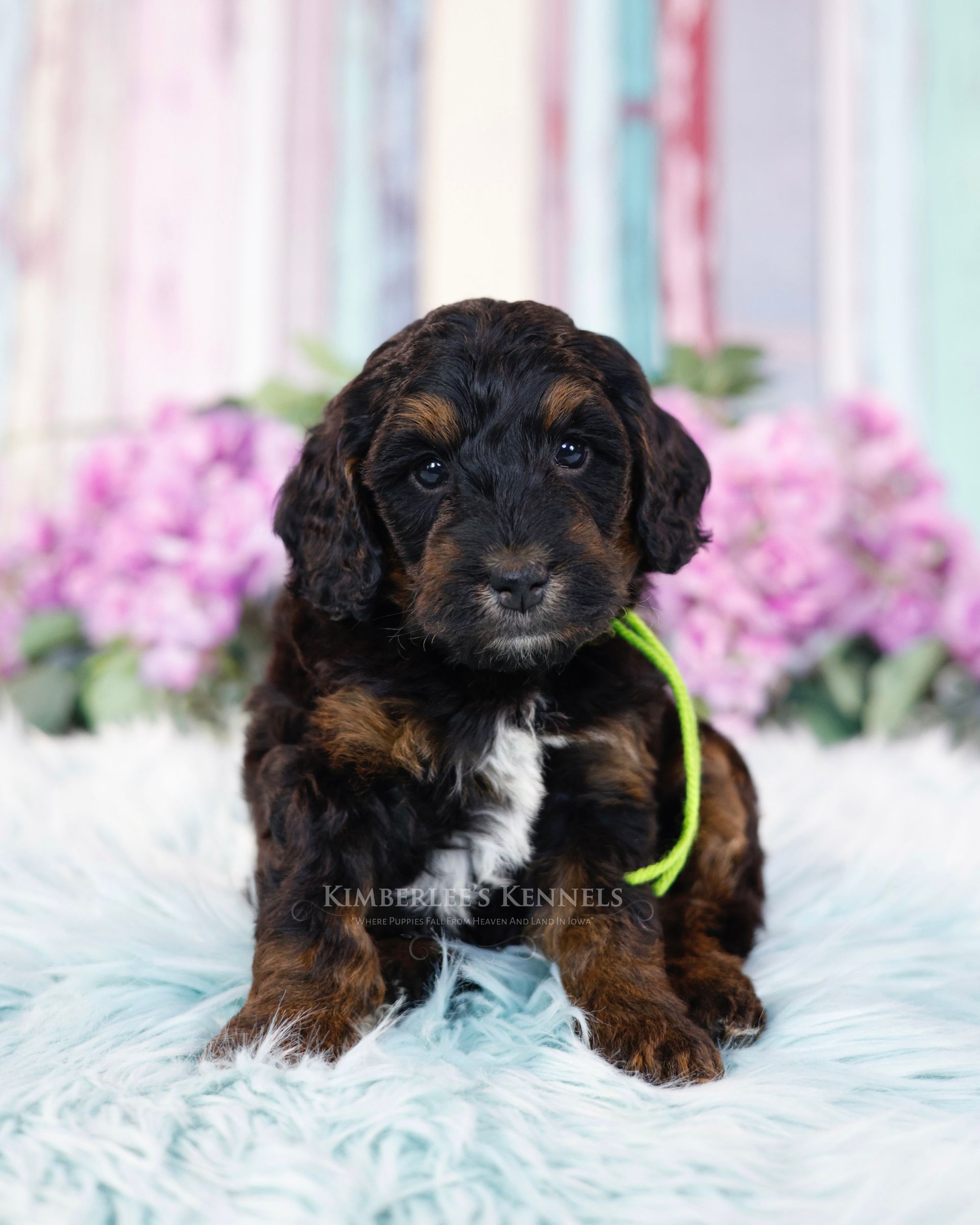 three week old black and copper mini bernedoodle laying in front of purple flowers