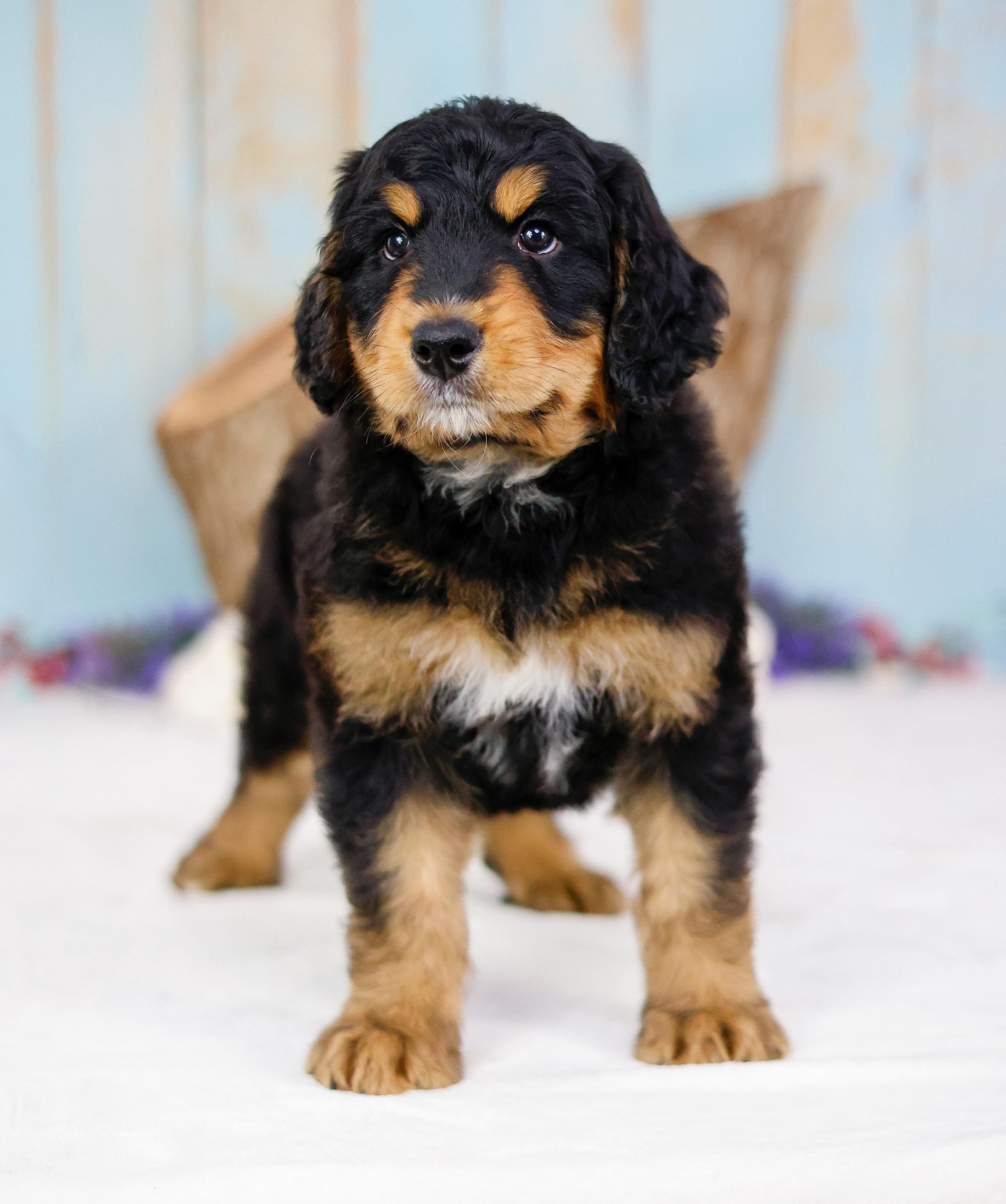Partial tricolor 5 week old standard bernedoodle