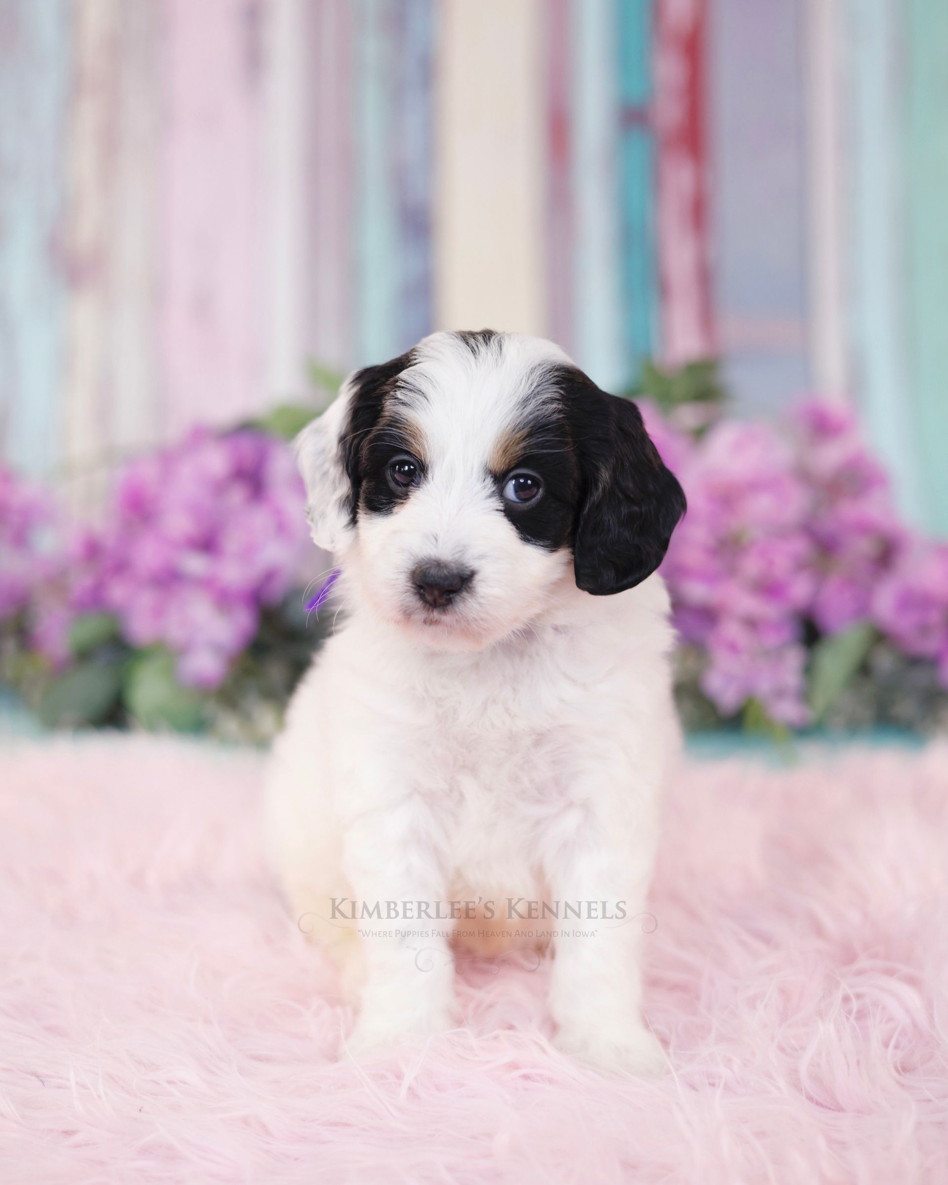 three week old mini bernedoodle laying in front of purple flowers