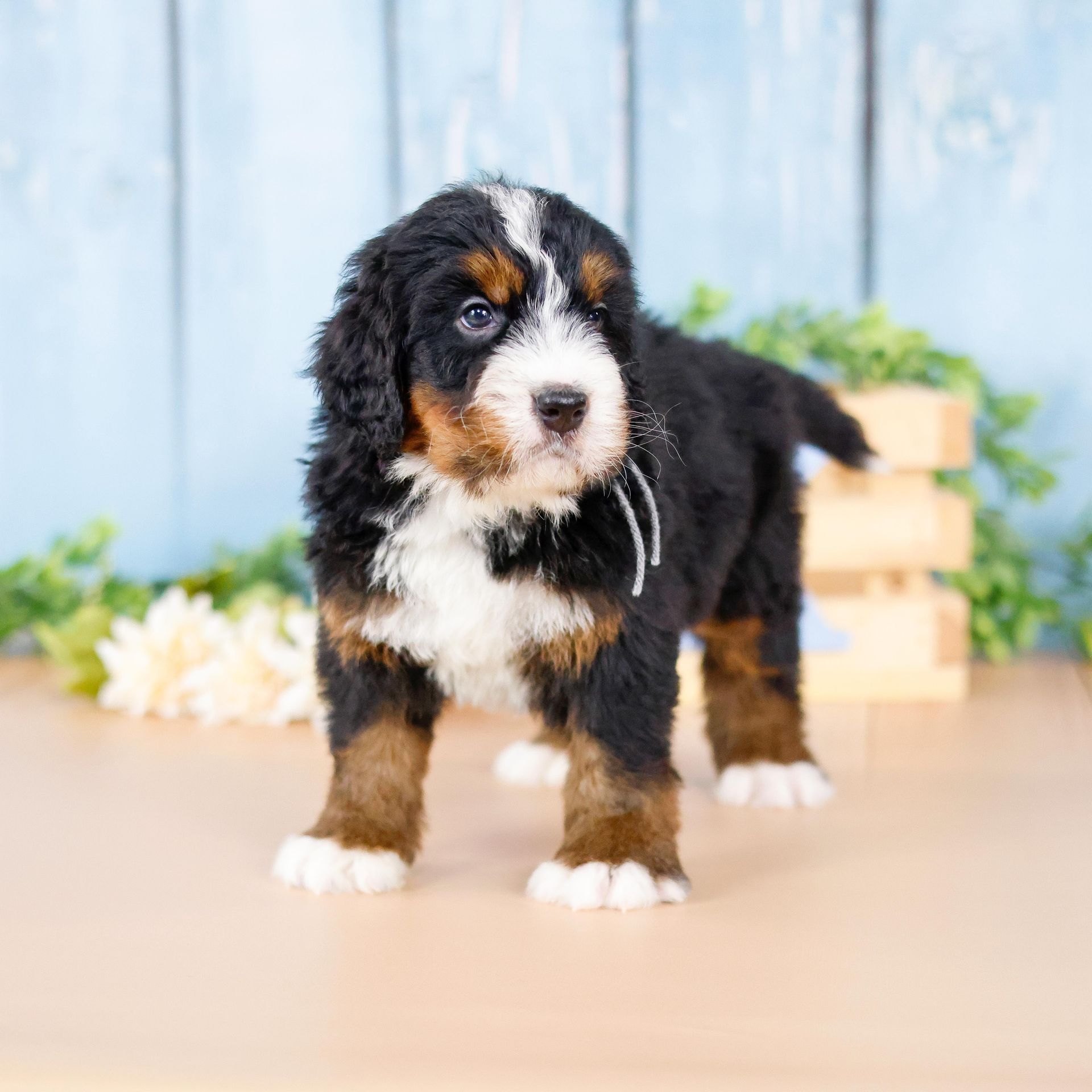 Adorable standard F1 tri-colored bernedoodle puppy portrait 