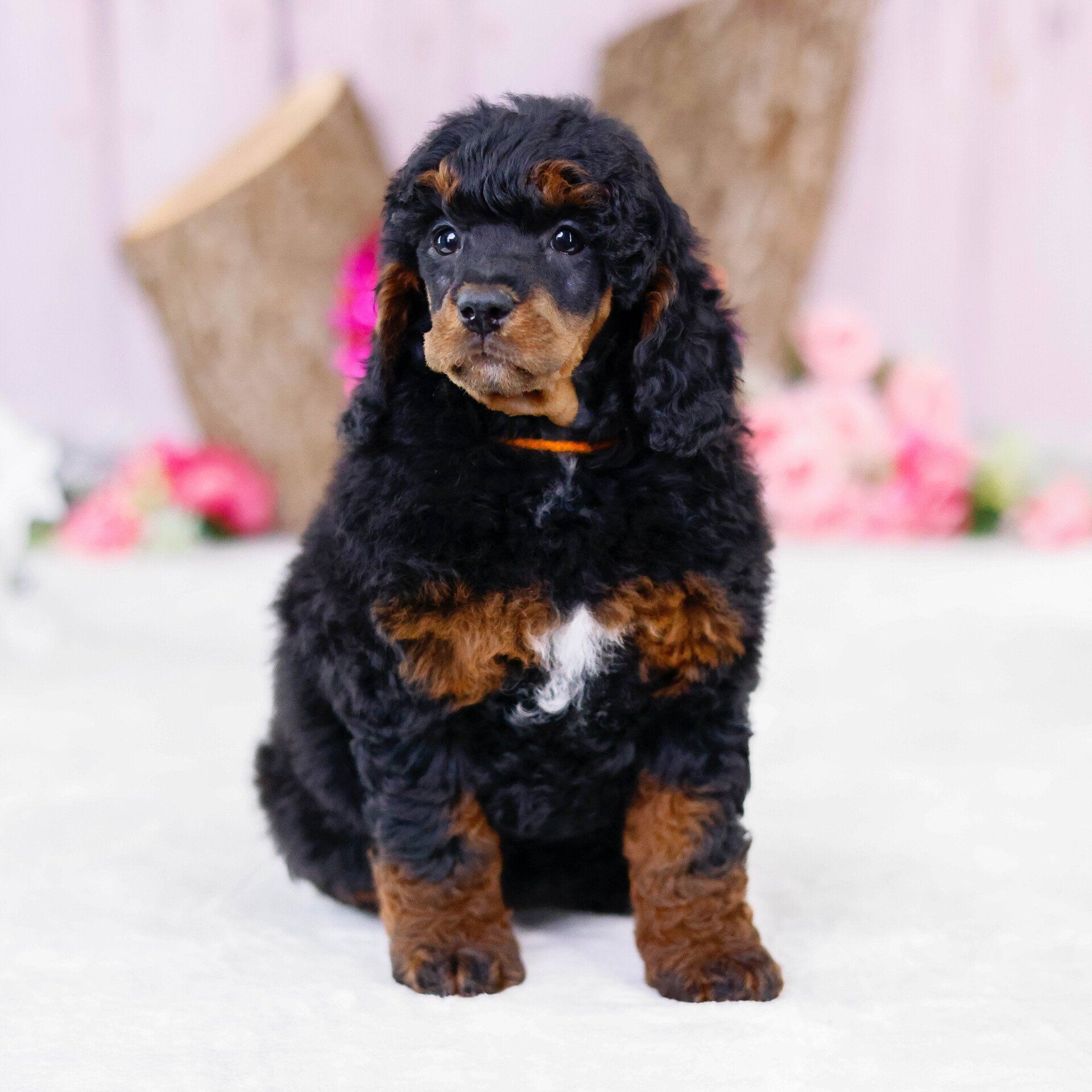 five week old phantom poodle posing in front of a pink floral background