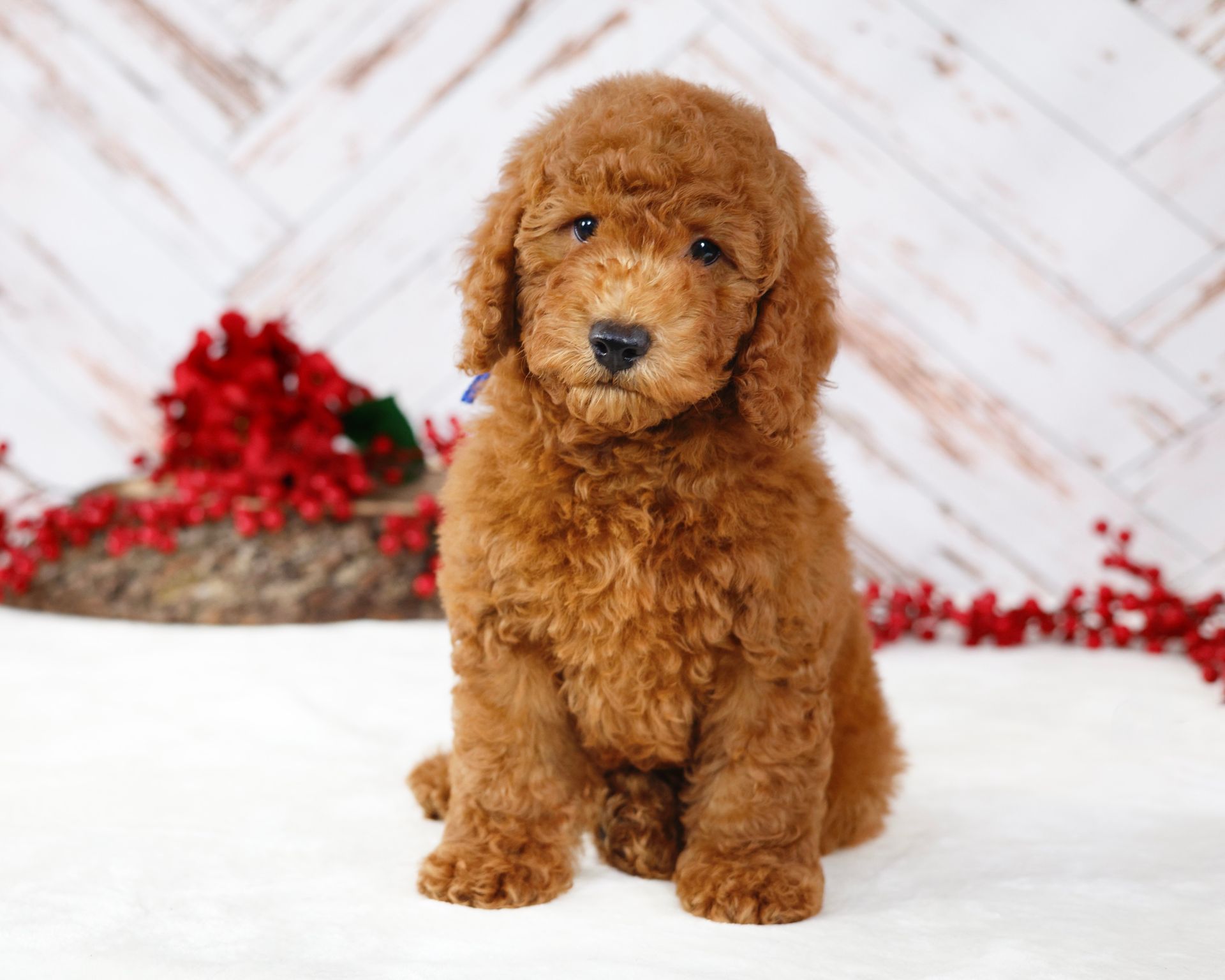 five week old miniature F1b goldendoodle puppy with wooden background