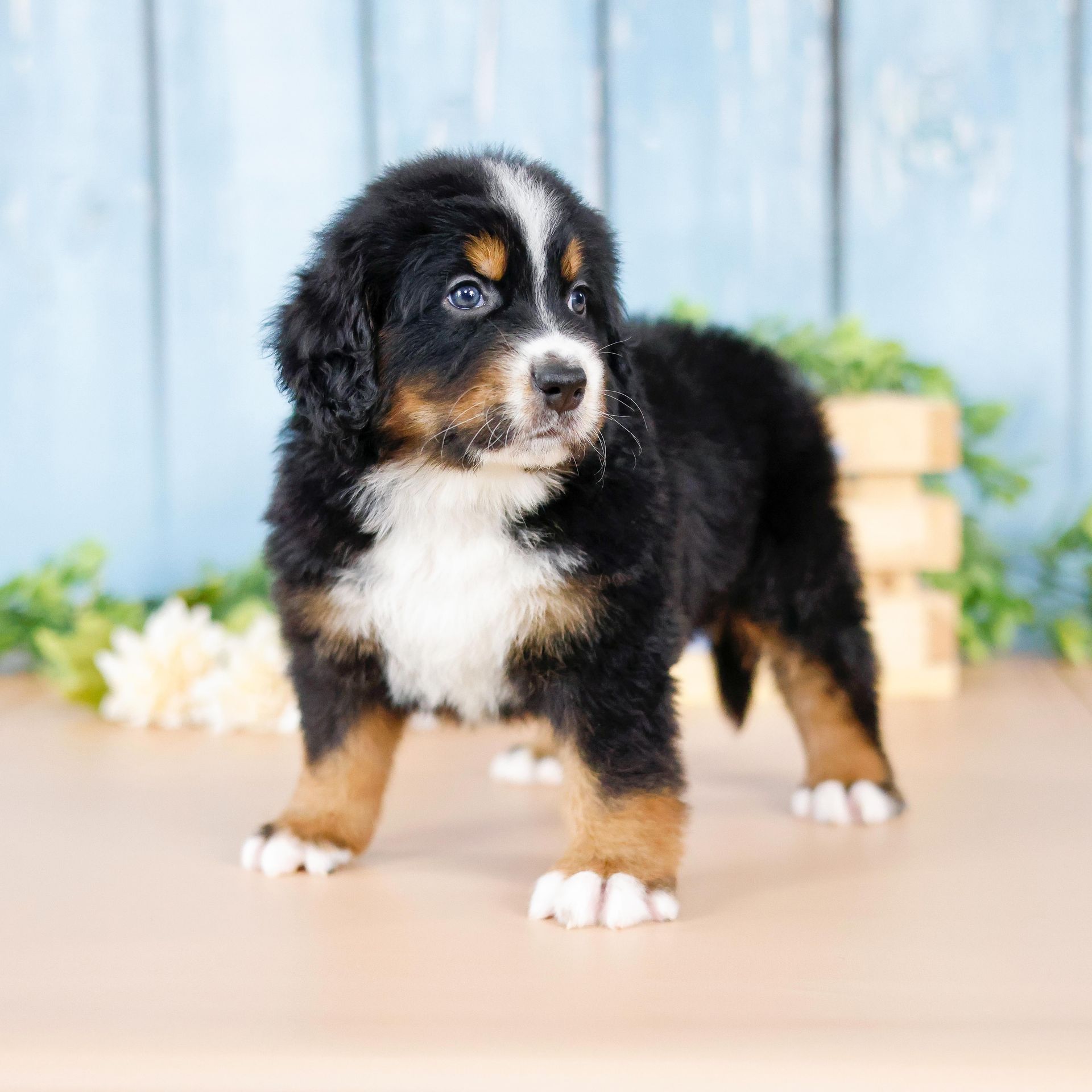 Adorable standard F1 tri-colored bernedoodle puppy portrait 