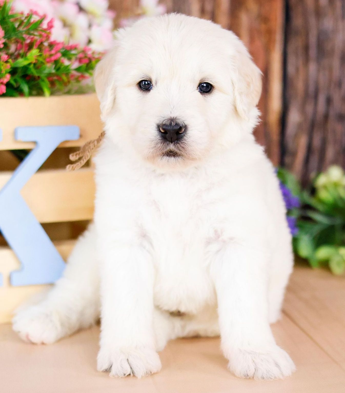 White colored 5 week old englishdoodle puppy in the outdoors