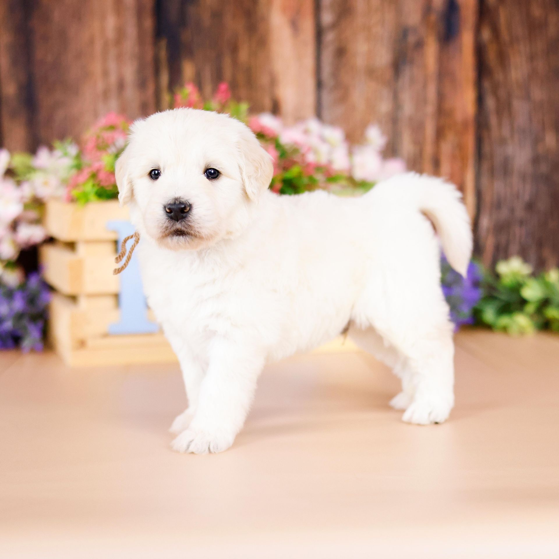 5 week old white englishdoodle puppy with wood background