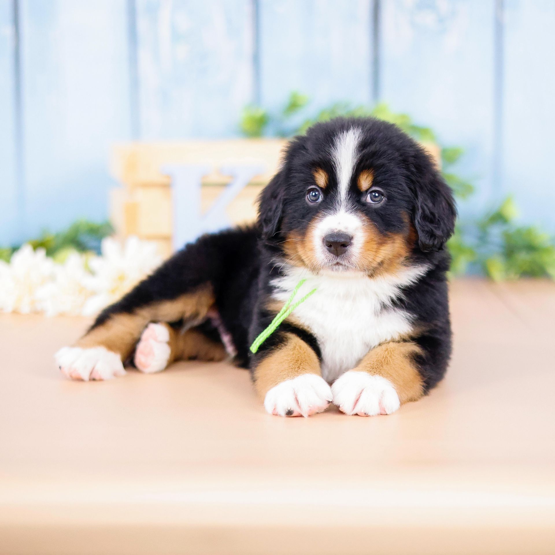 Adorable standard F1 tri-colored bernedoodle puppy portrait 