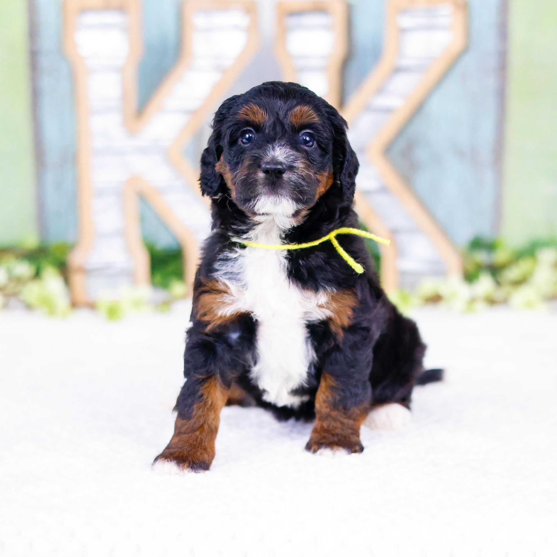 3 week old tricolor bernedoodle puppy with multicolored background