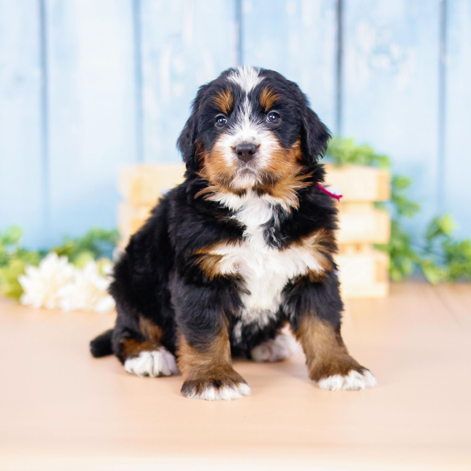 five week old tricolor bernedoodle puppy with blue background