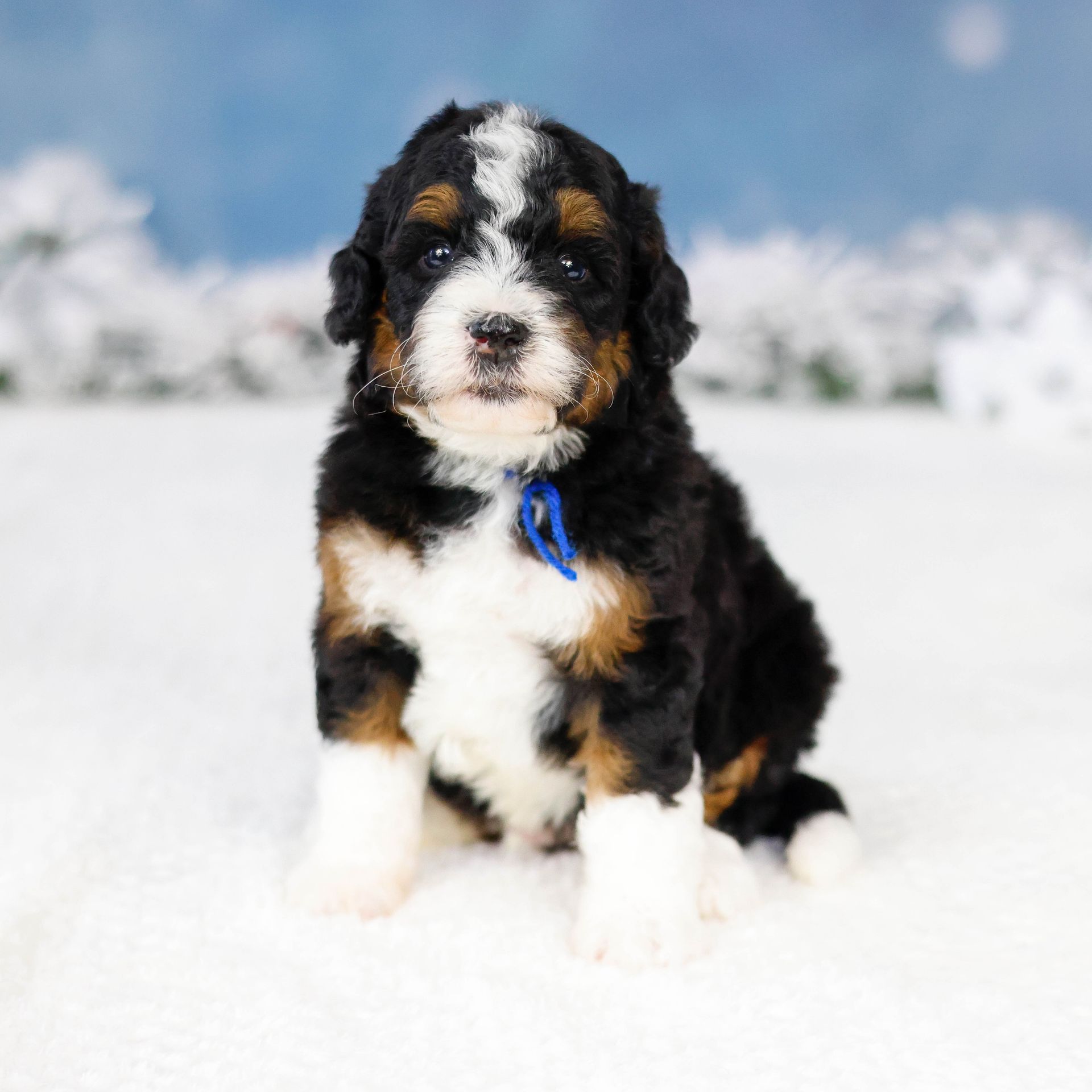 miniature bernedoodle puppy in the snow