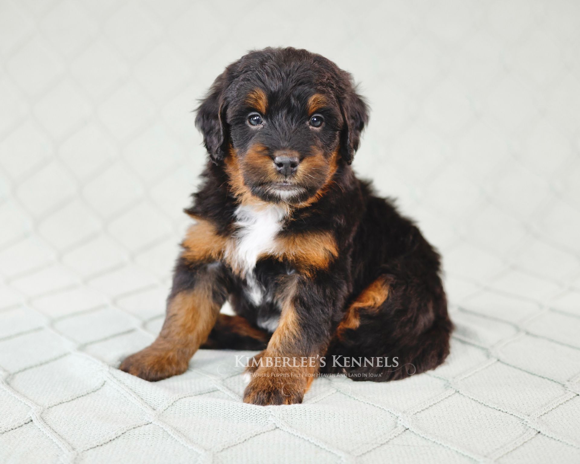 Miniature Bernedoodle Puppy Cuddling on Blanket