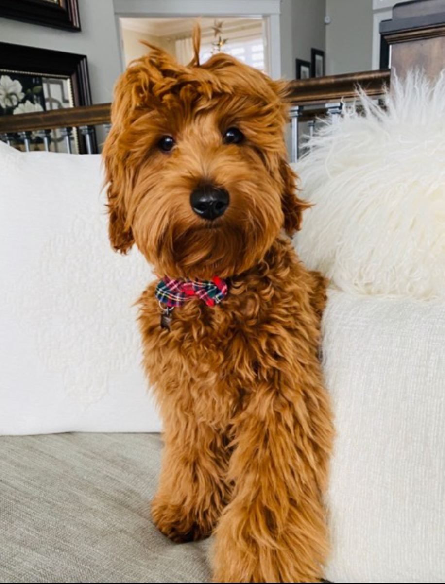 Adult miniature goldendoodle with a darker coat sitting on a white fluffy couch