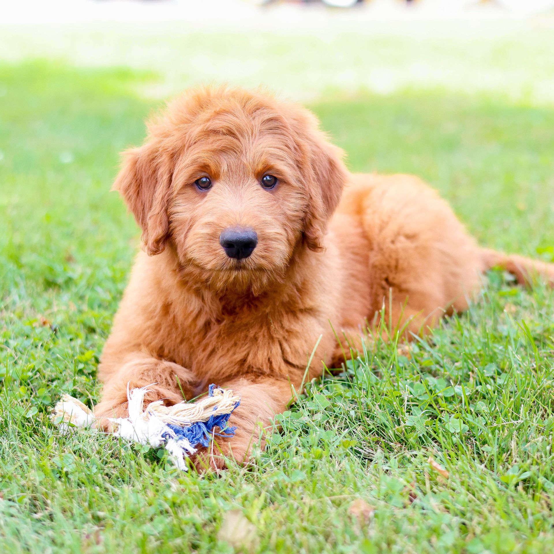 Miniature F1 englishdoodle puppy playing with a bumblebee toy