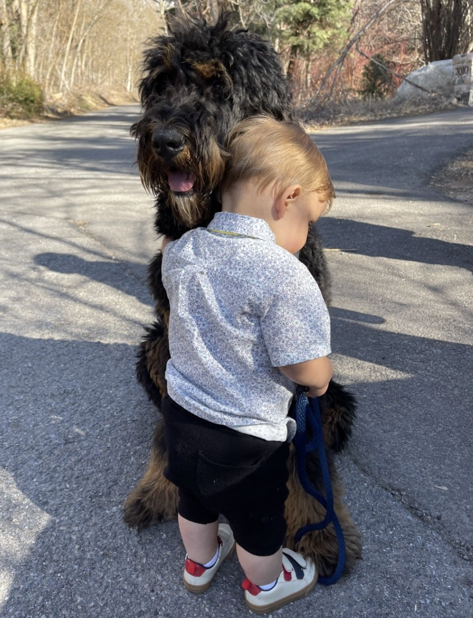 Standard Black and Copper Bernedoodle with Little Boy on a Walk