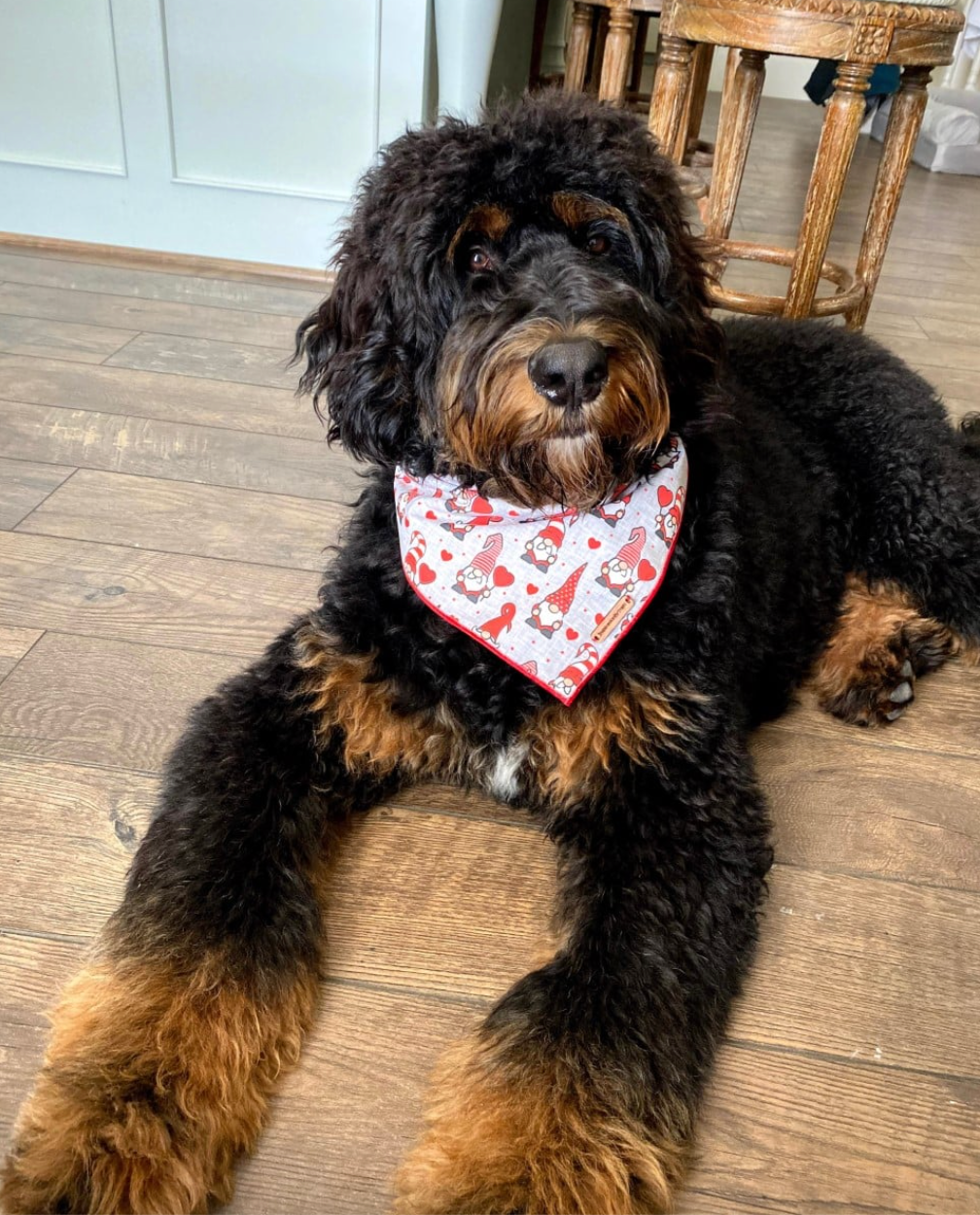Black and copper adult bernedoodle with a bandana sitting in the kitchen