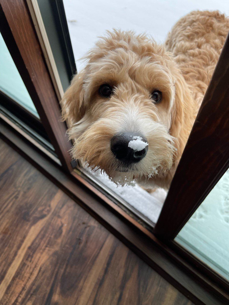 Service dog puppy englishdoodle from Kimberlee's Kennels 