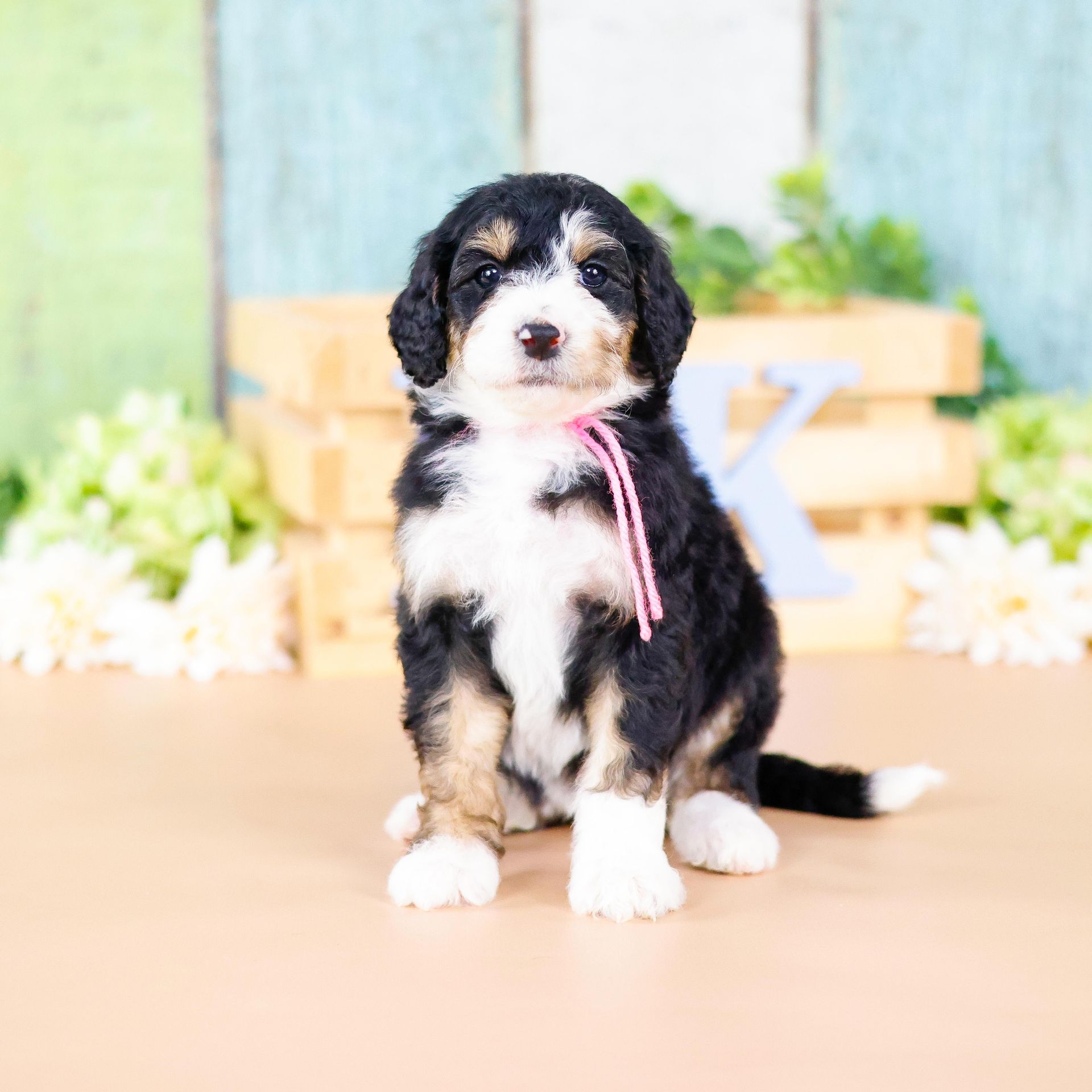 Therapy dog puppies, standard size tri-colored bernedoodle puppy
