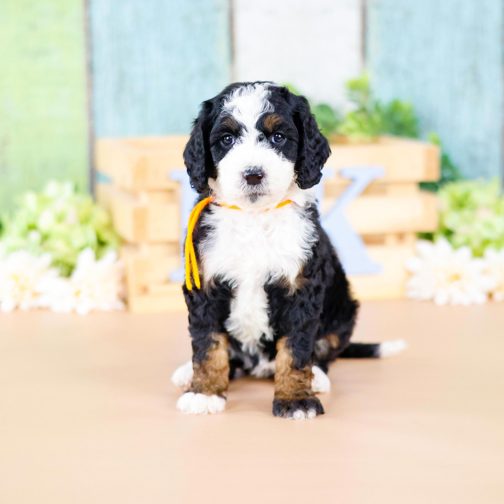 Therapy dog puppies, standard size tri-colored bernedoodle puppy
