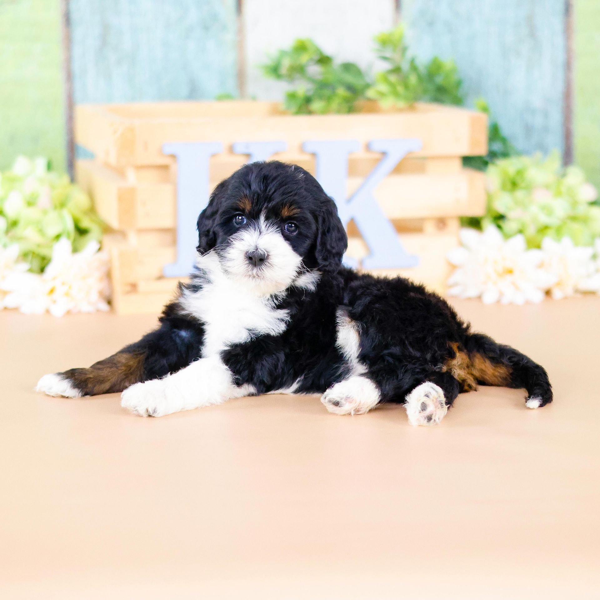 Therapy dog puppies, standard size tri-colored bernedoodle puppy