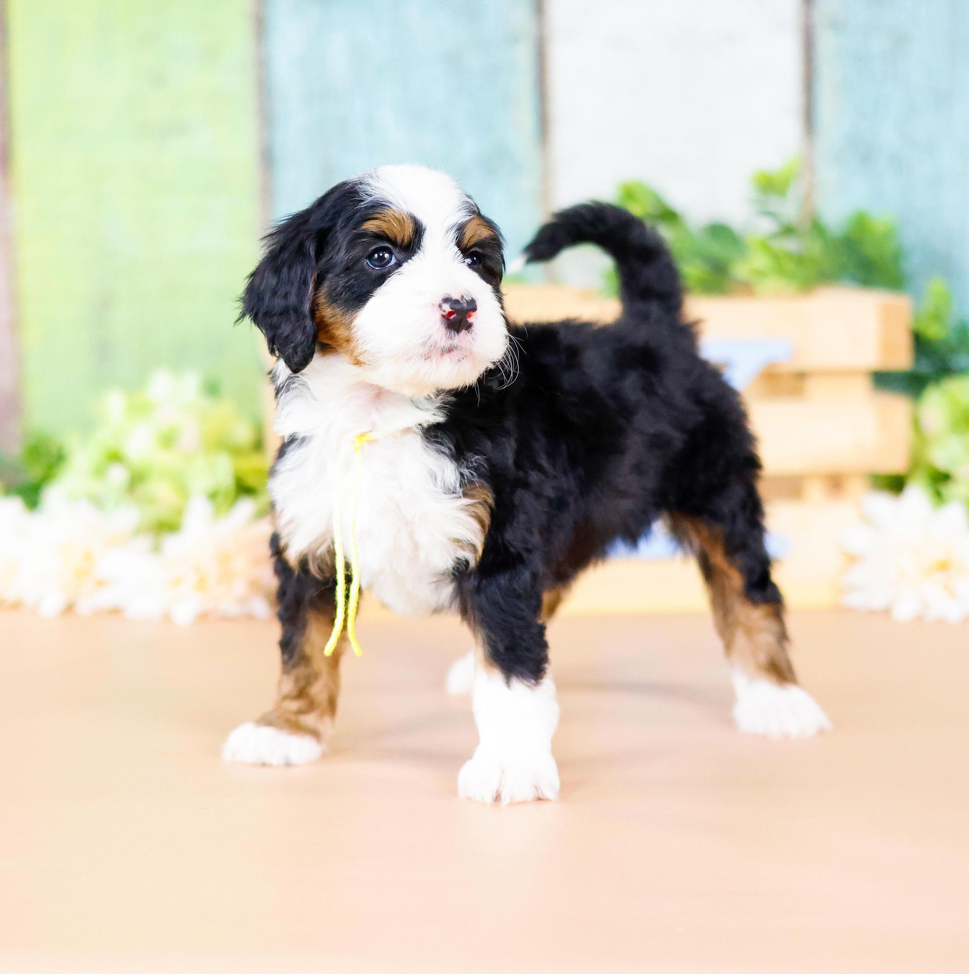 Tri-colored adorable bernedoodle puppy, Family-raised puppies