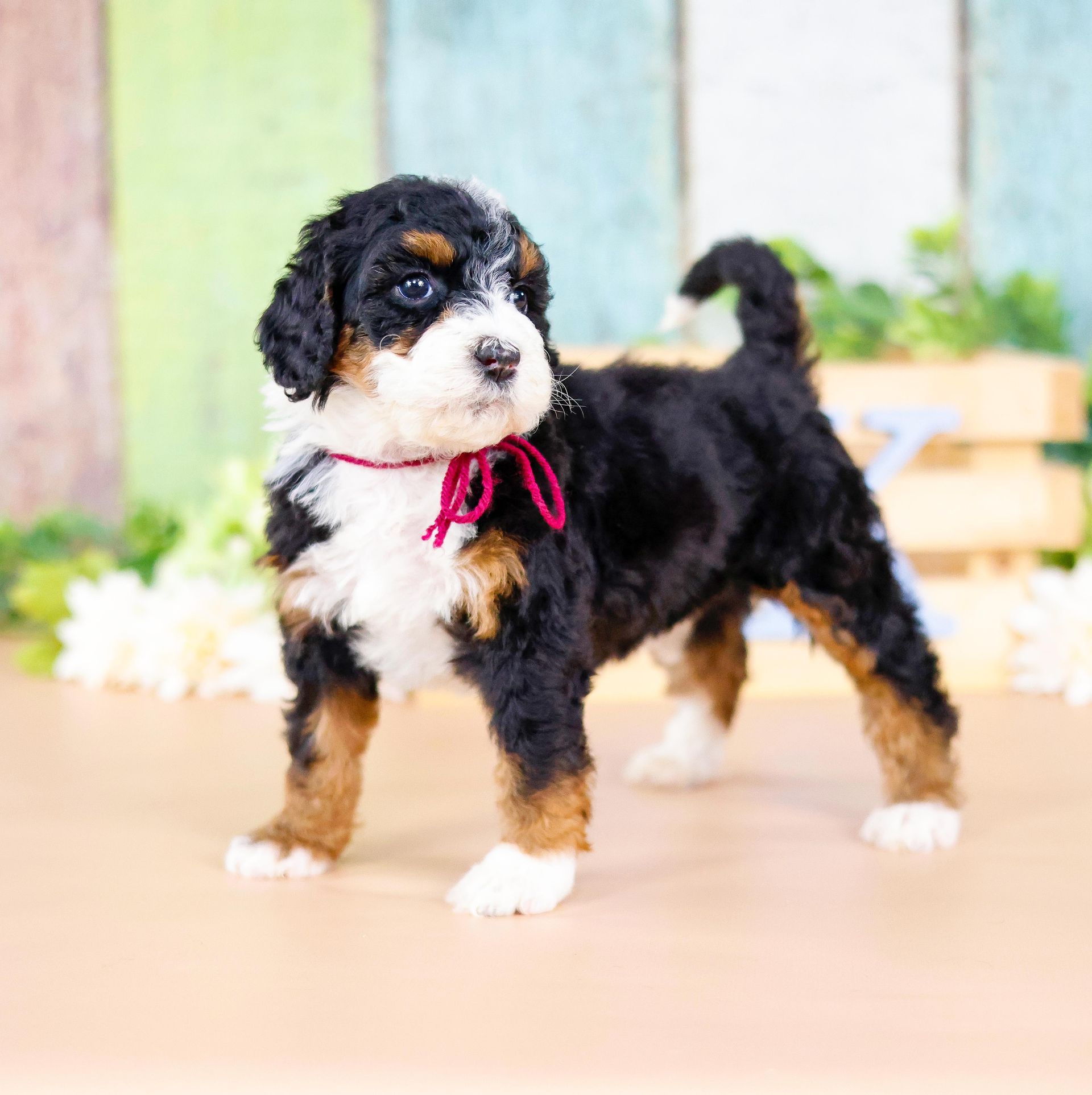 Tri-colored adorable bernedoodle puppy, Family-raised puppies