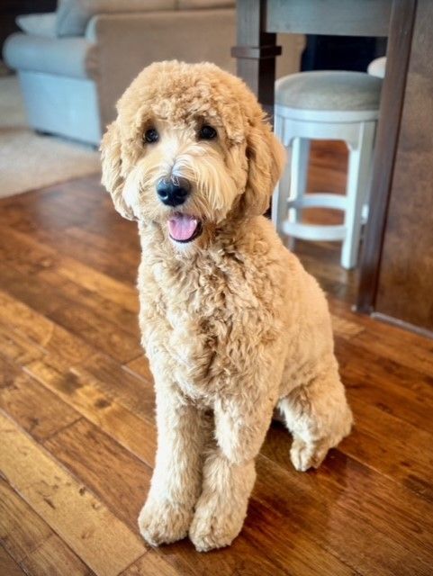 Adult englishdoodle dog sitting in the kitchen