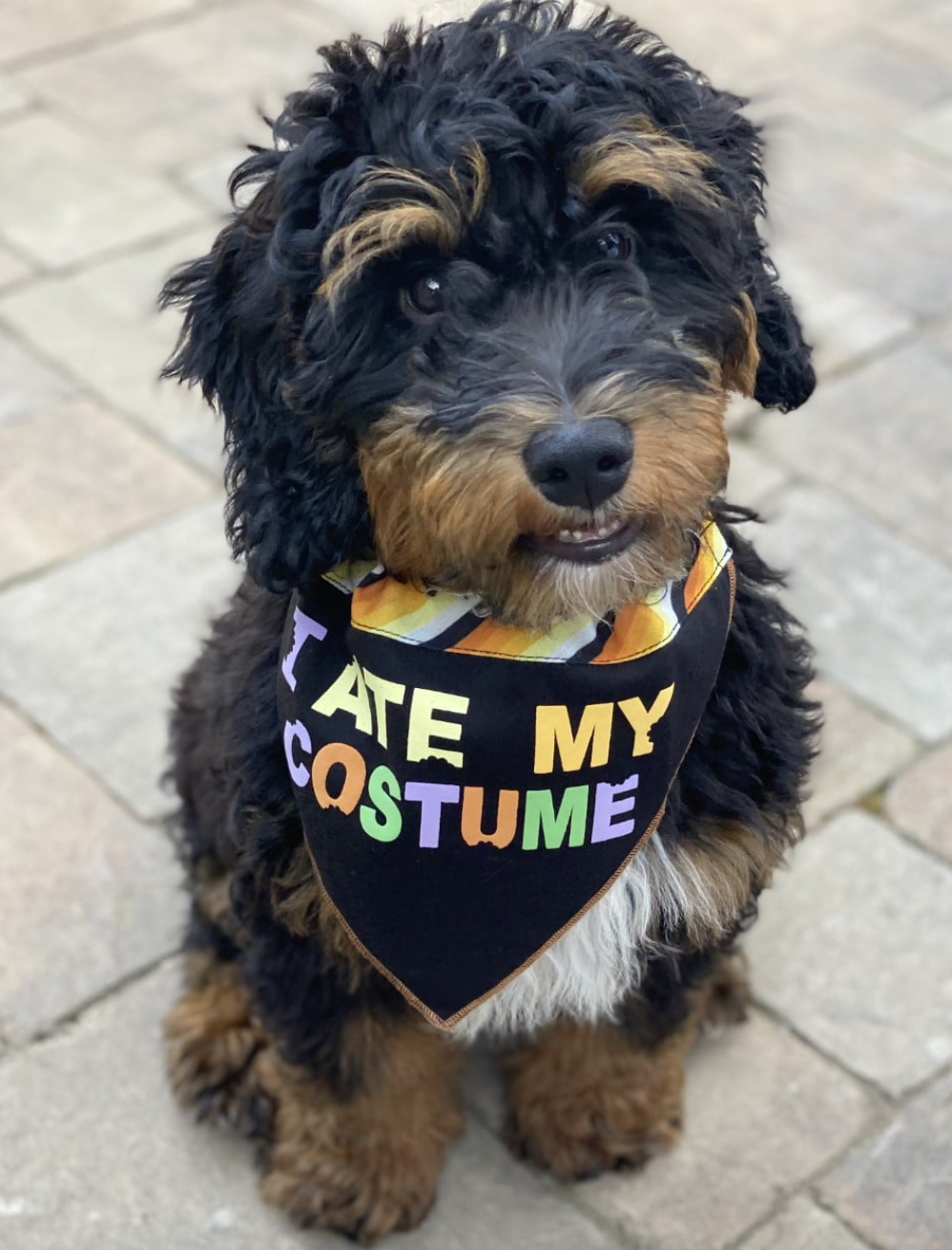 Adult bernedoodle dressed up for halloween