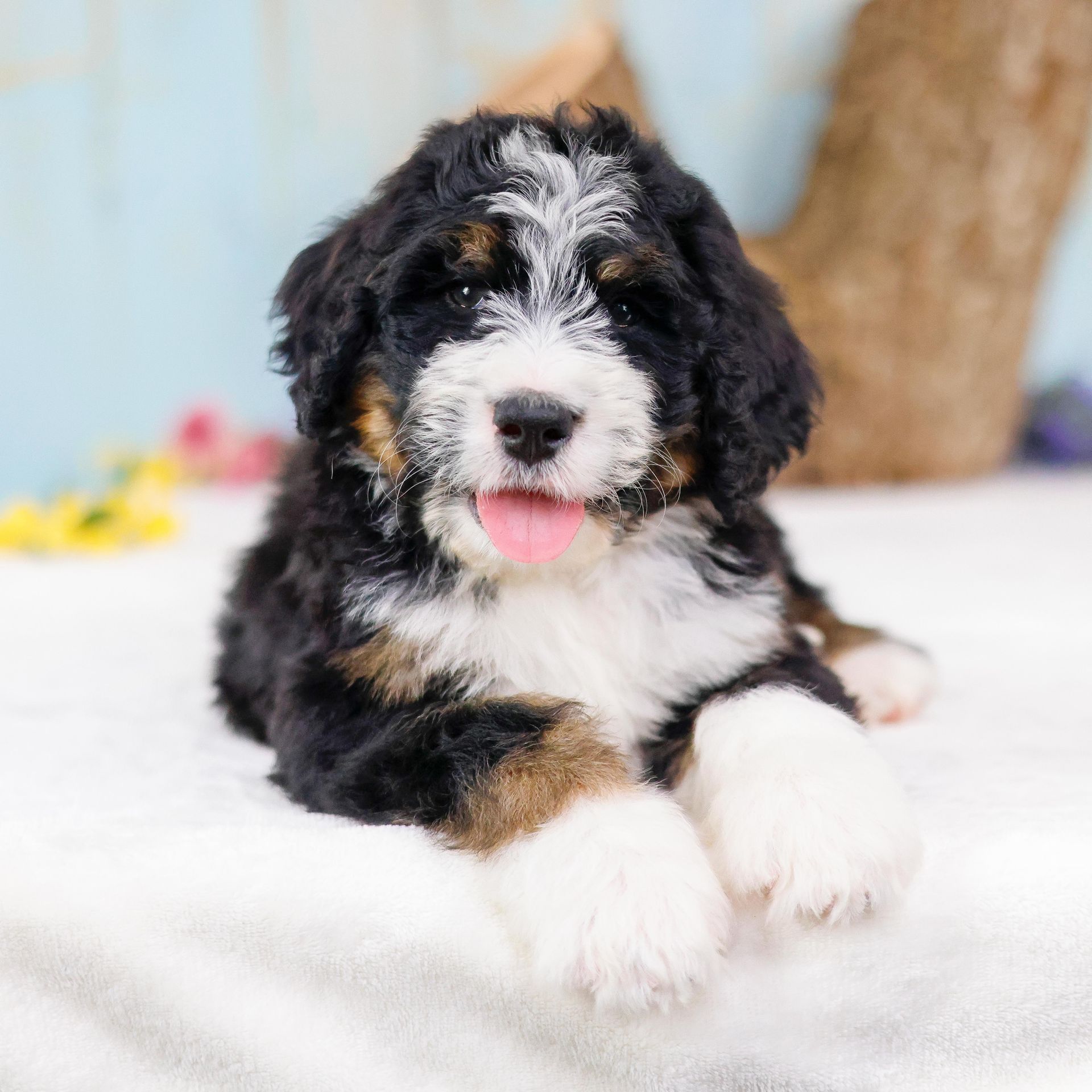 Happy tricolored bernedoodle puppy posing in front of an outdoorsy background